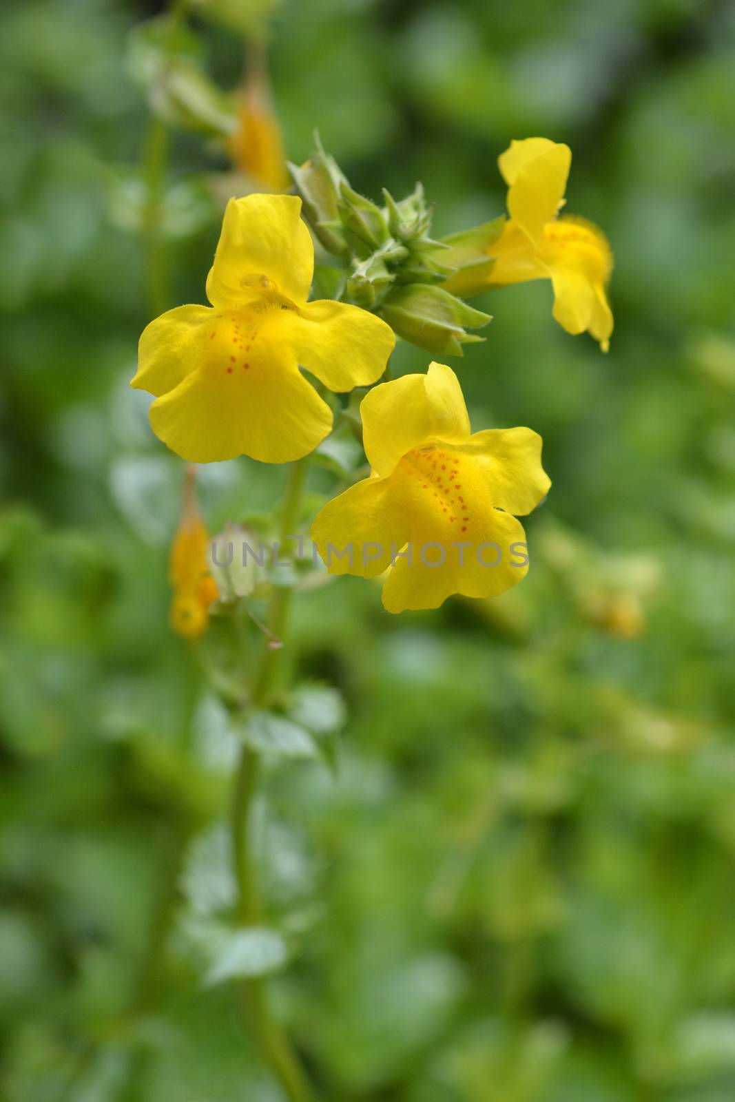 Close up of yellow monkey flower - Latin name - Mimulus luteus