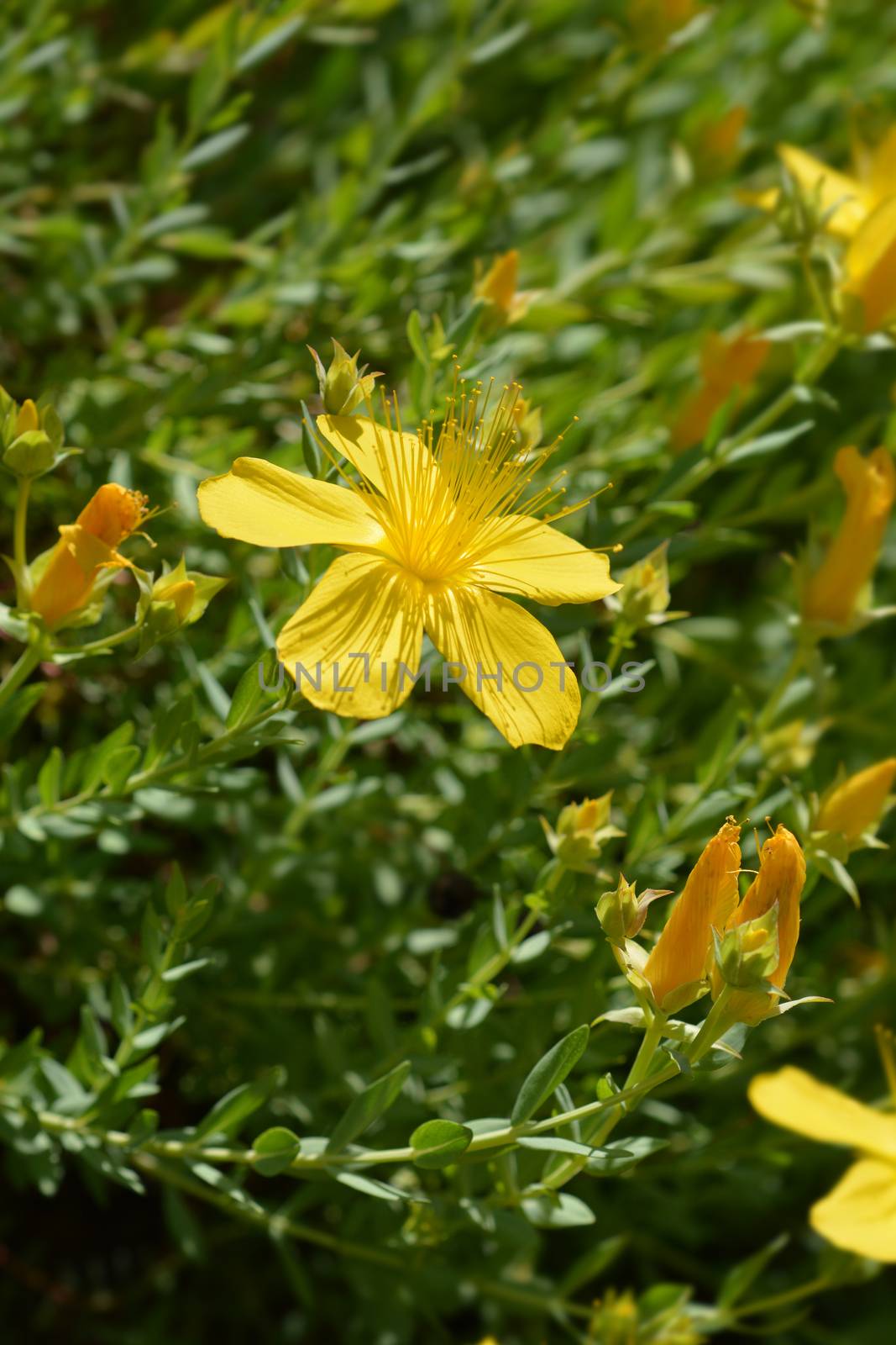 Mount Olympus St Johns-wort by nahhan