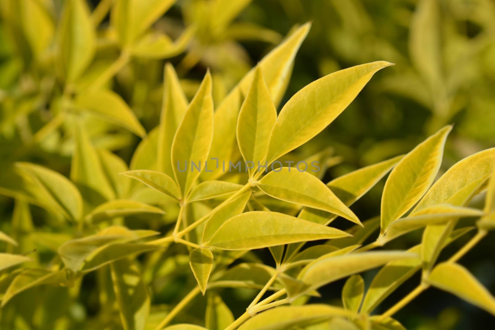 Sacred bamboo - Latin name - Nandina domestica