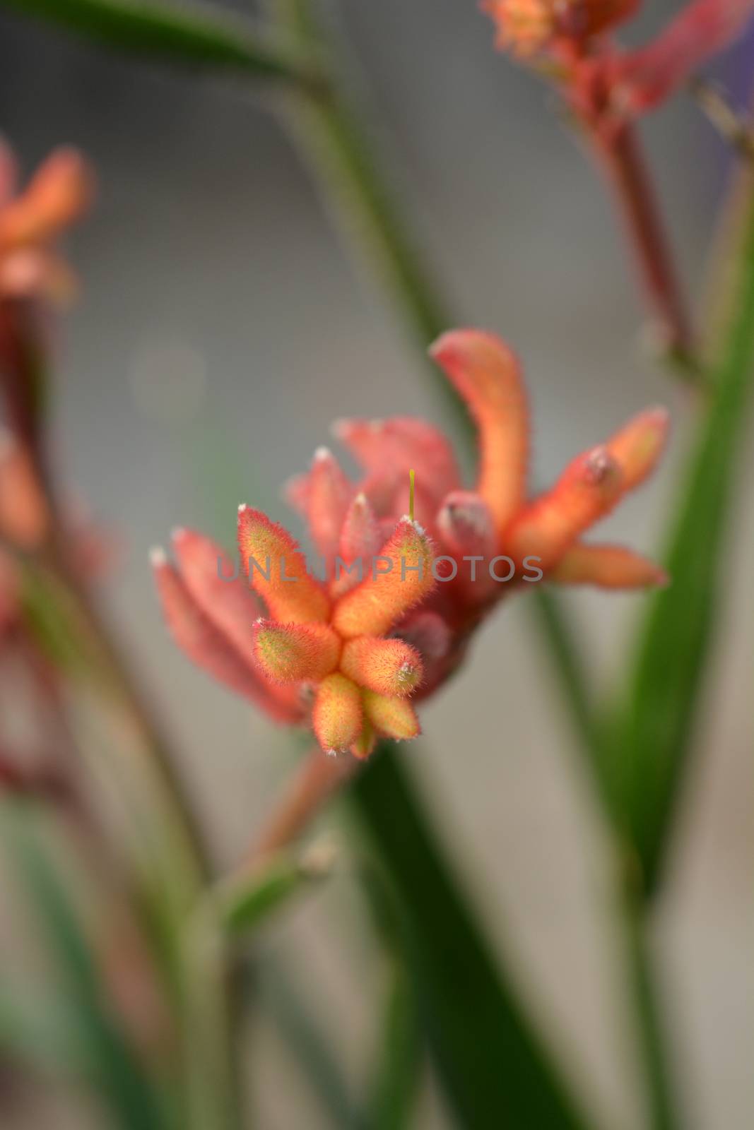 Kangaroo paw Beauty Red - Latin name - Anigozanthos Beauty Red