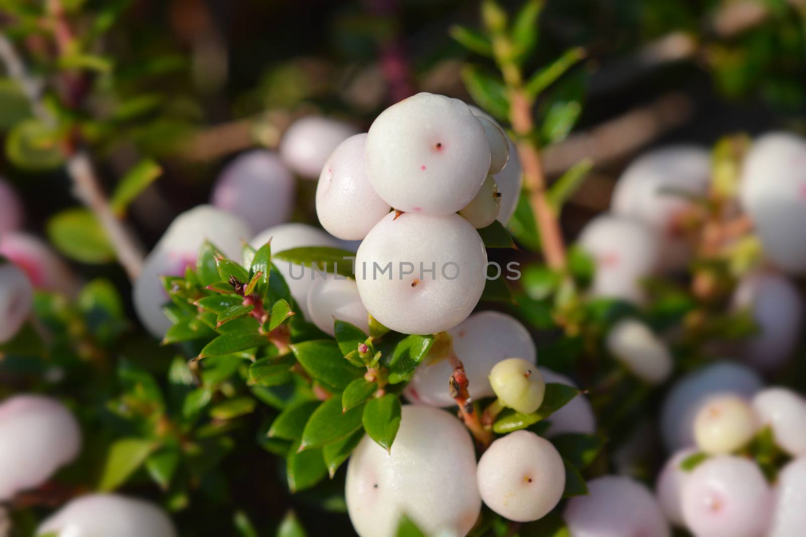 Prickly heath white berries - Latin name - Gaultheria mucronata (Pernettya mucronata)