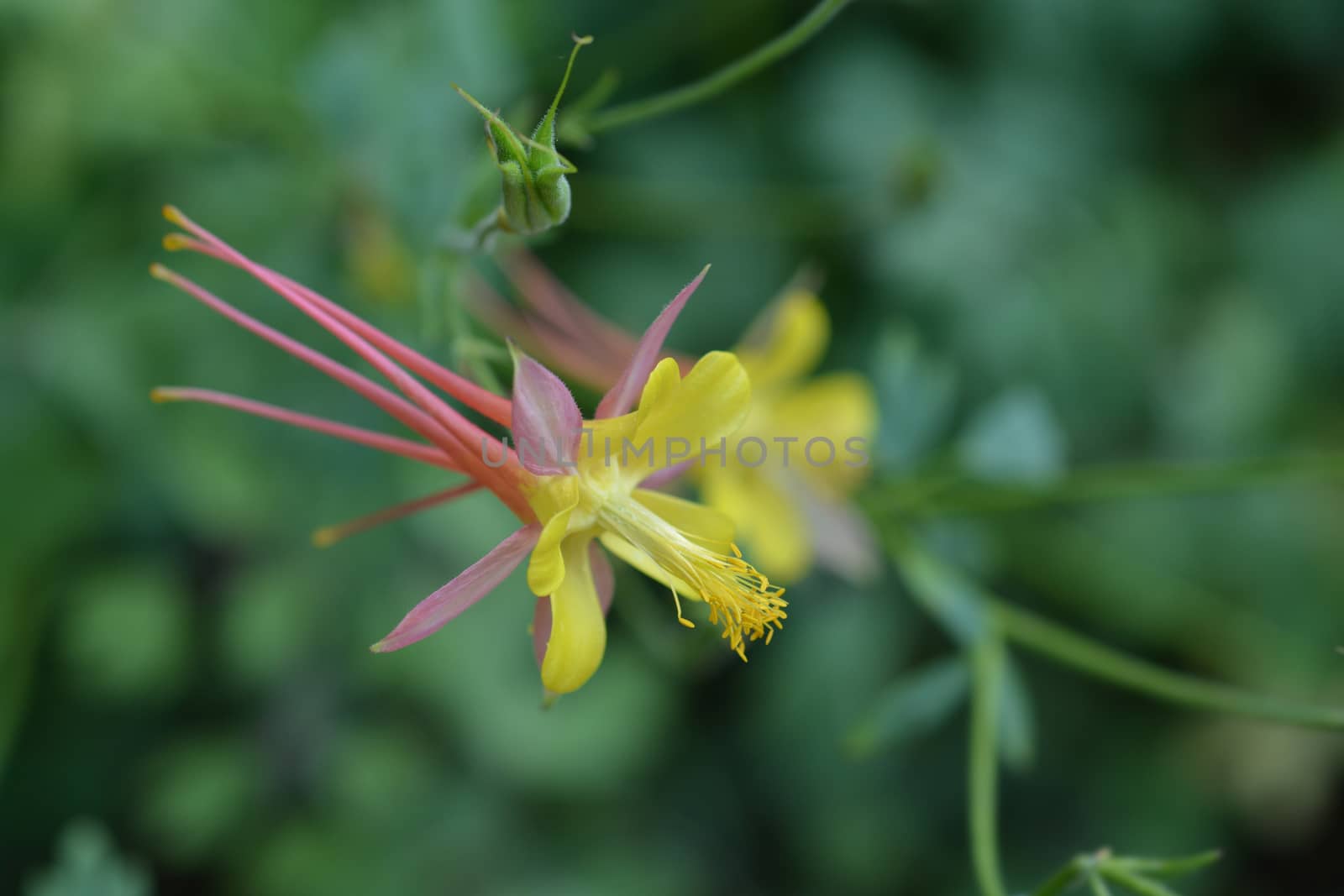 Golden columbine - Latin name - Aquilegia chrysantha