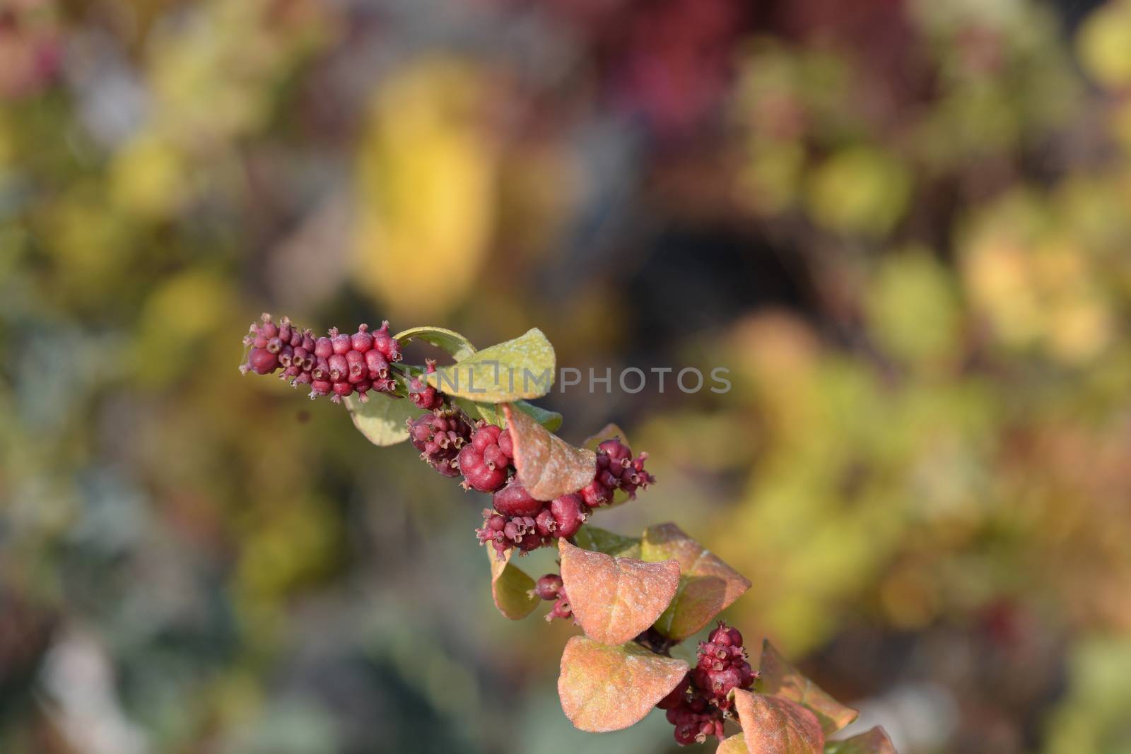 Magic Berry Coralberry - Latin name - Symphoricarpos doorenbosii Magic Berry