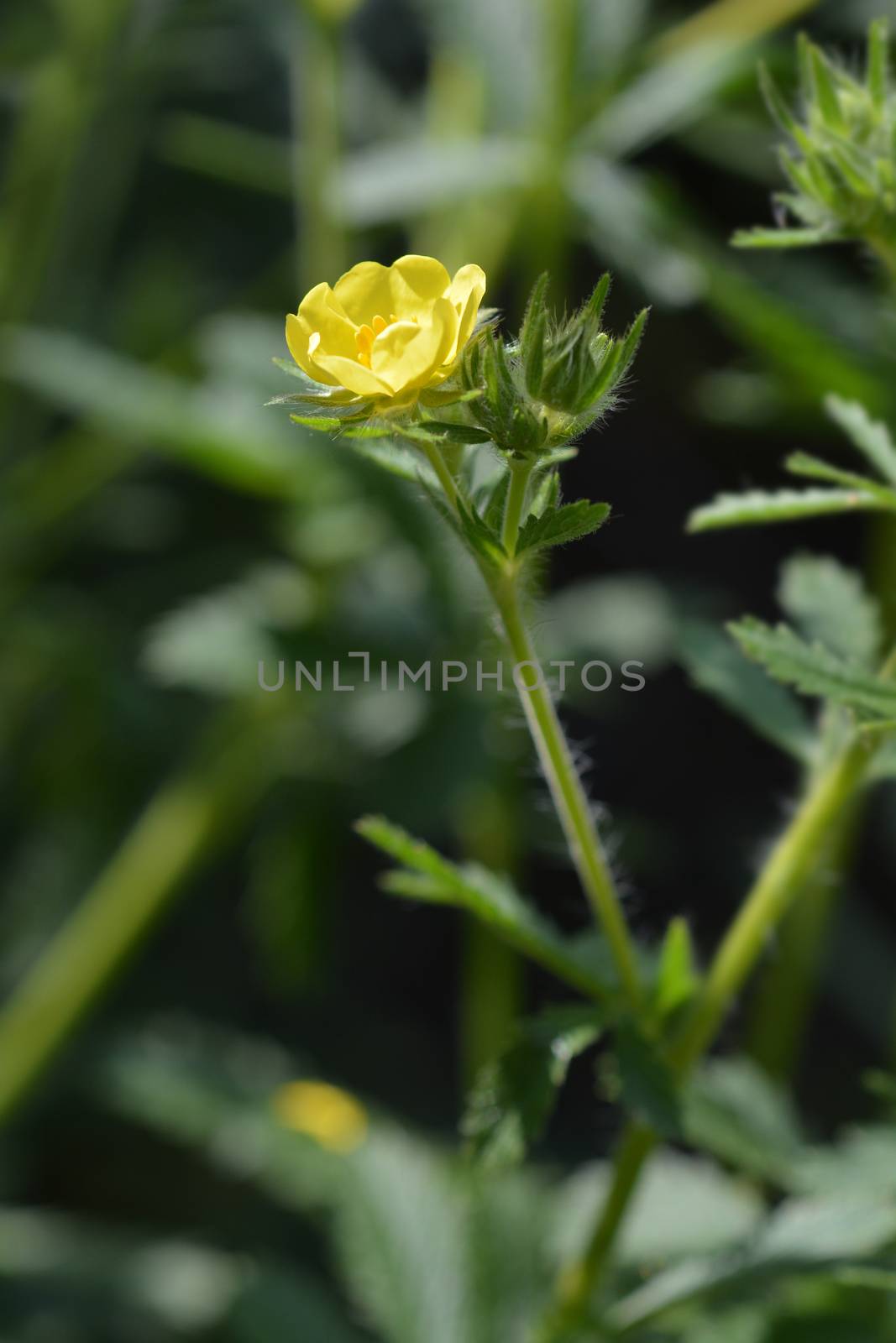 Sulphur cinquefoil yellow flower - Latin name - Potentilla recta
