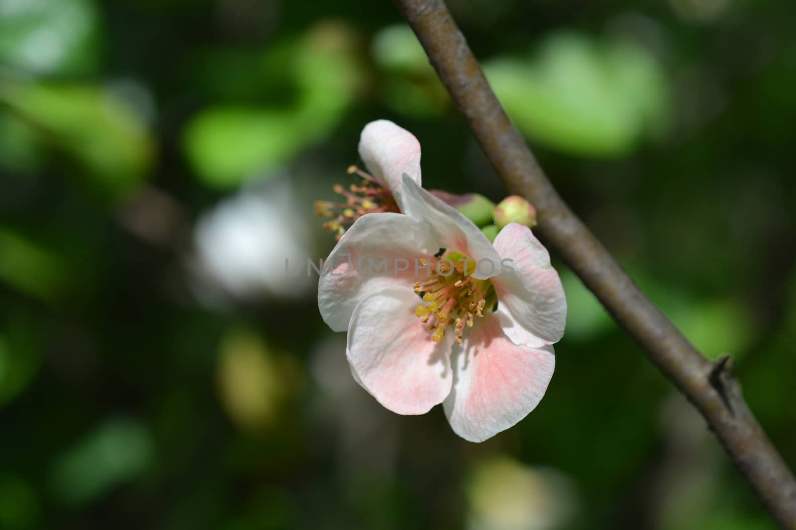 Japanese flowering quince by nahhan