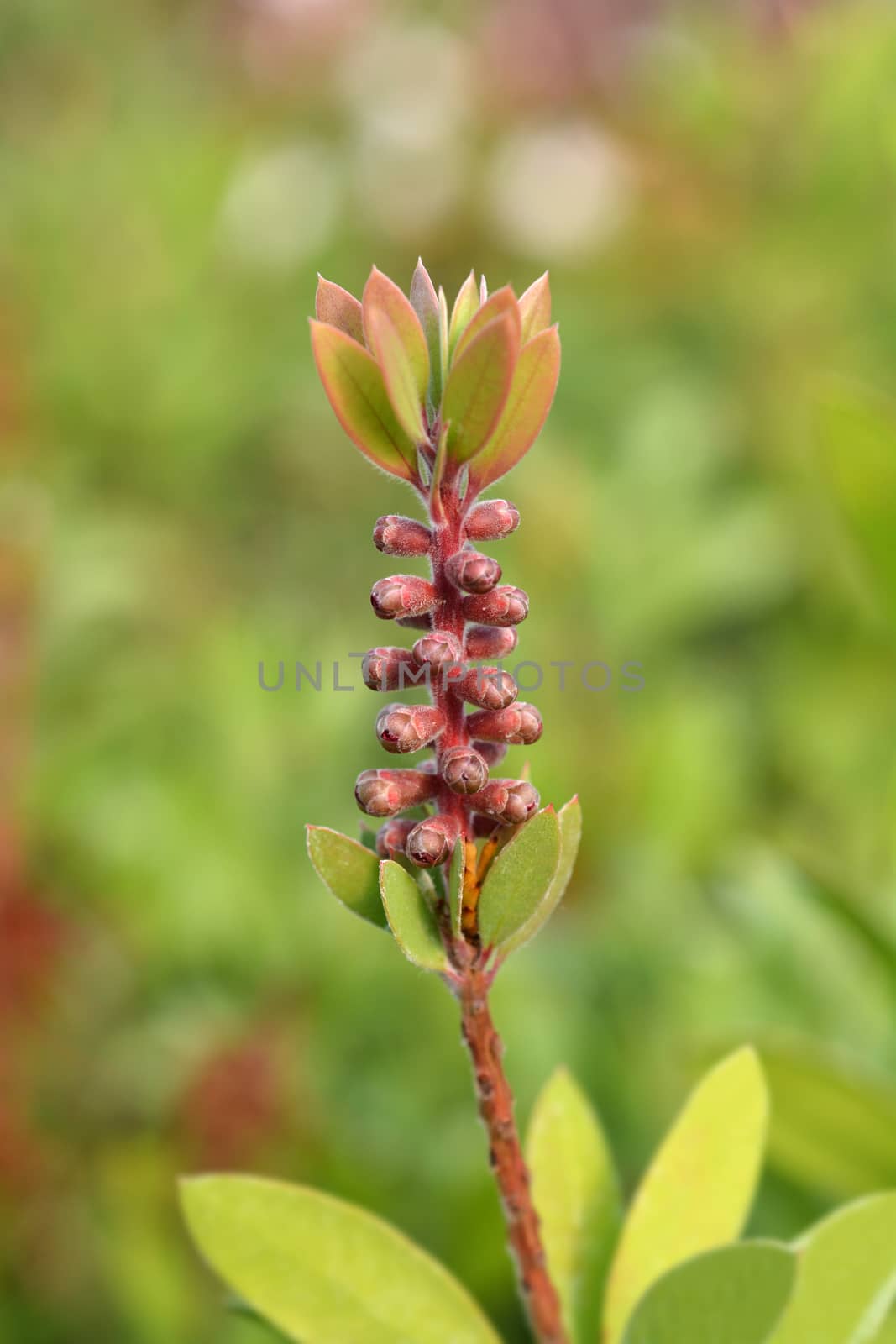 Scarlet Bottlebrush flower bud - Latin name - Callistemon Laevis