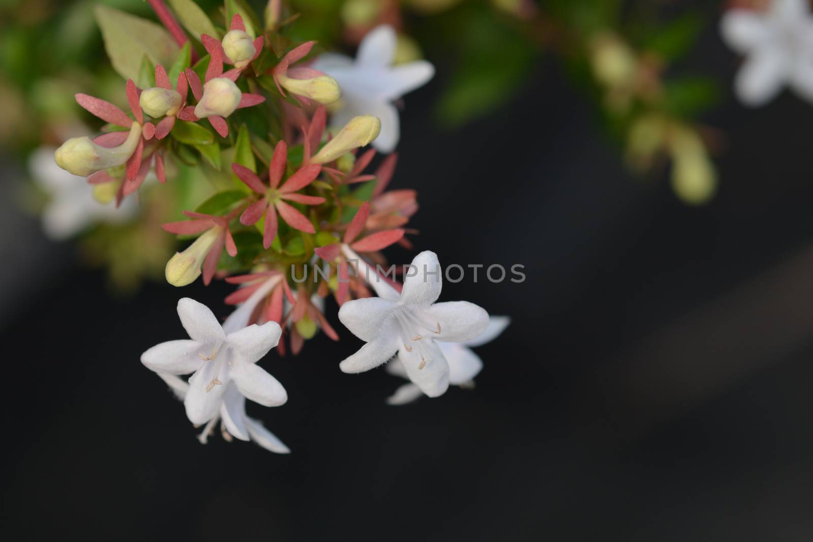 Glossy abelia - Latin name - Abelia x grandiflora