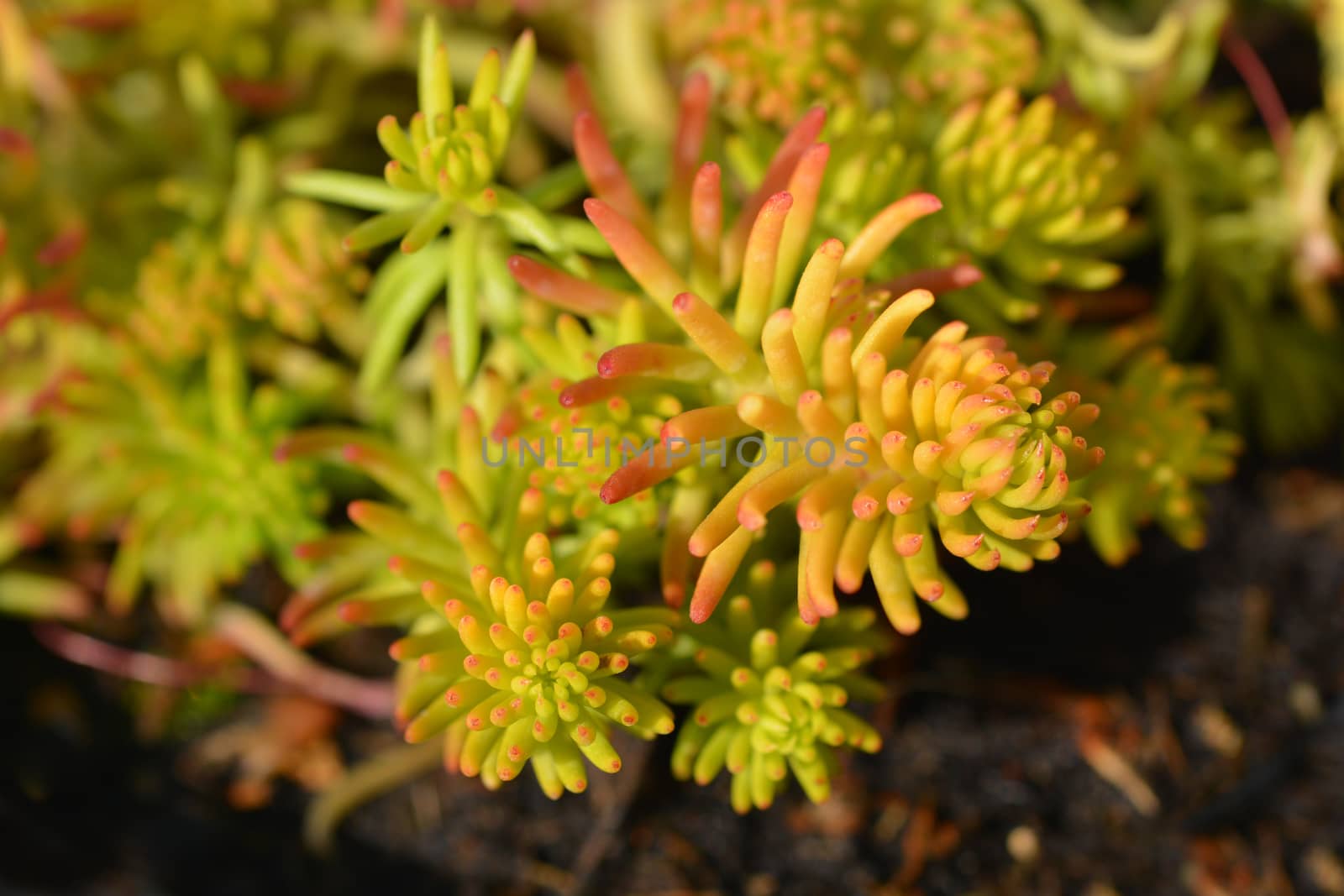 Golden sedum Angelina - Latin name - Sedum rupestre Angelina