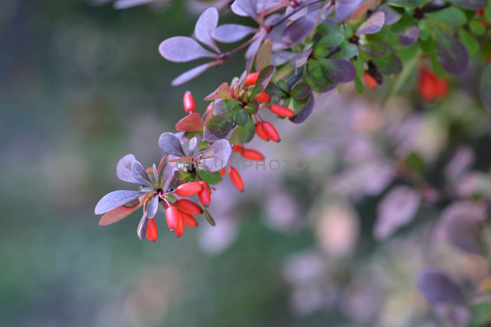 Purple Japanese Barberry by nahhan