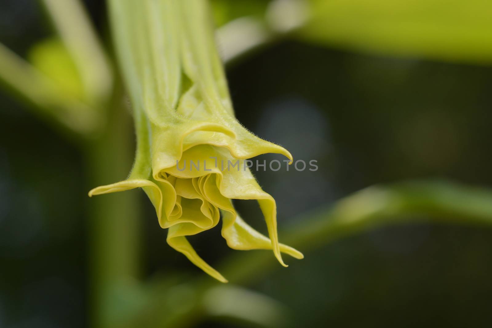 Angels trumpet flower bud close up - Latin name - Brugmansia suaveolens