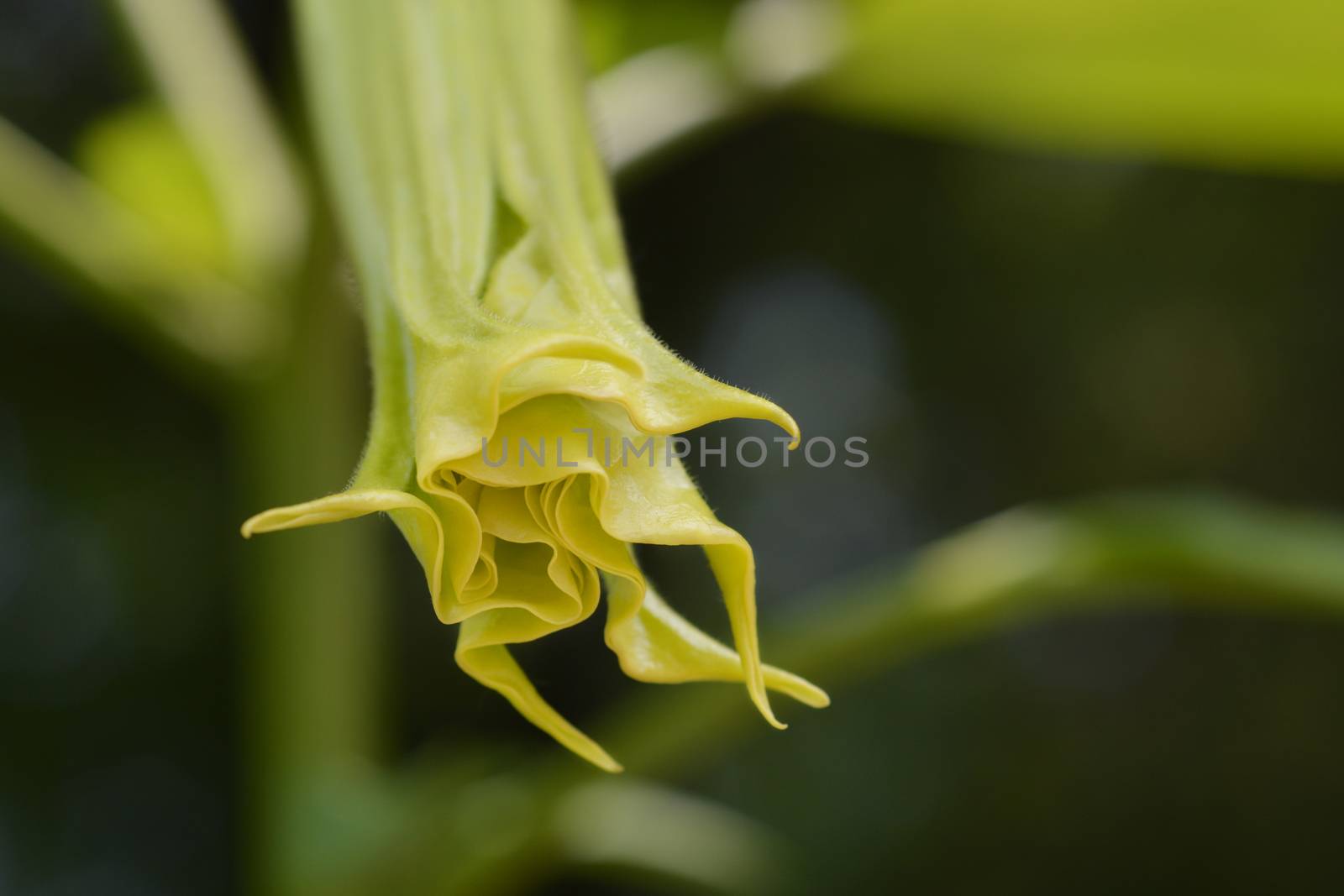 Angels trumpet by nahhan