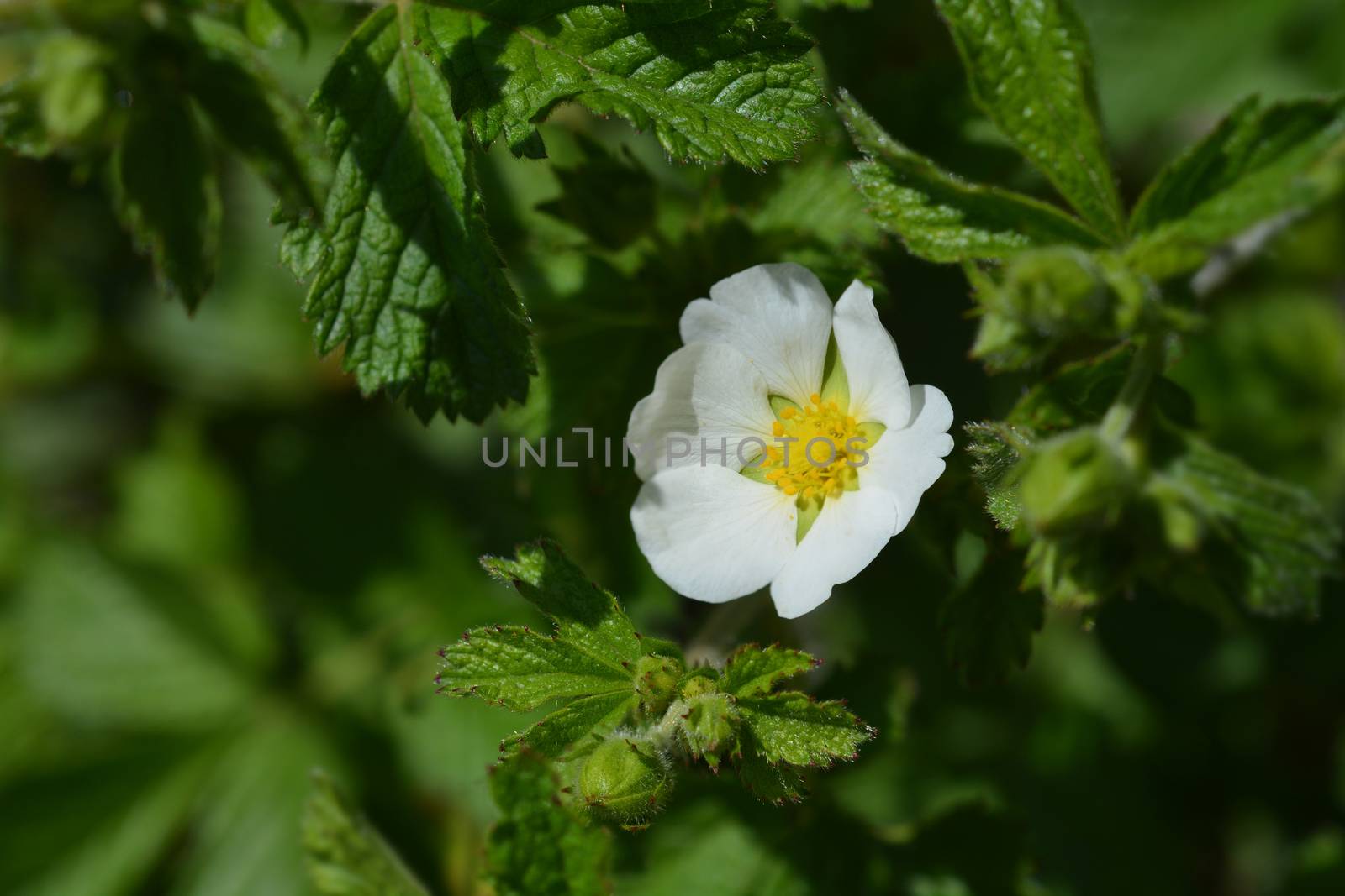 Rock cinquefoil White Beauty by nahhan