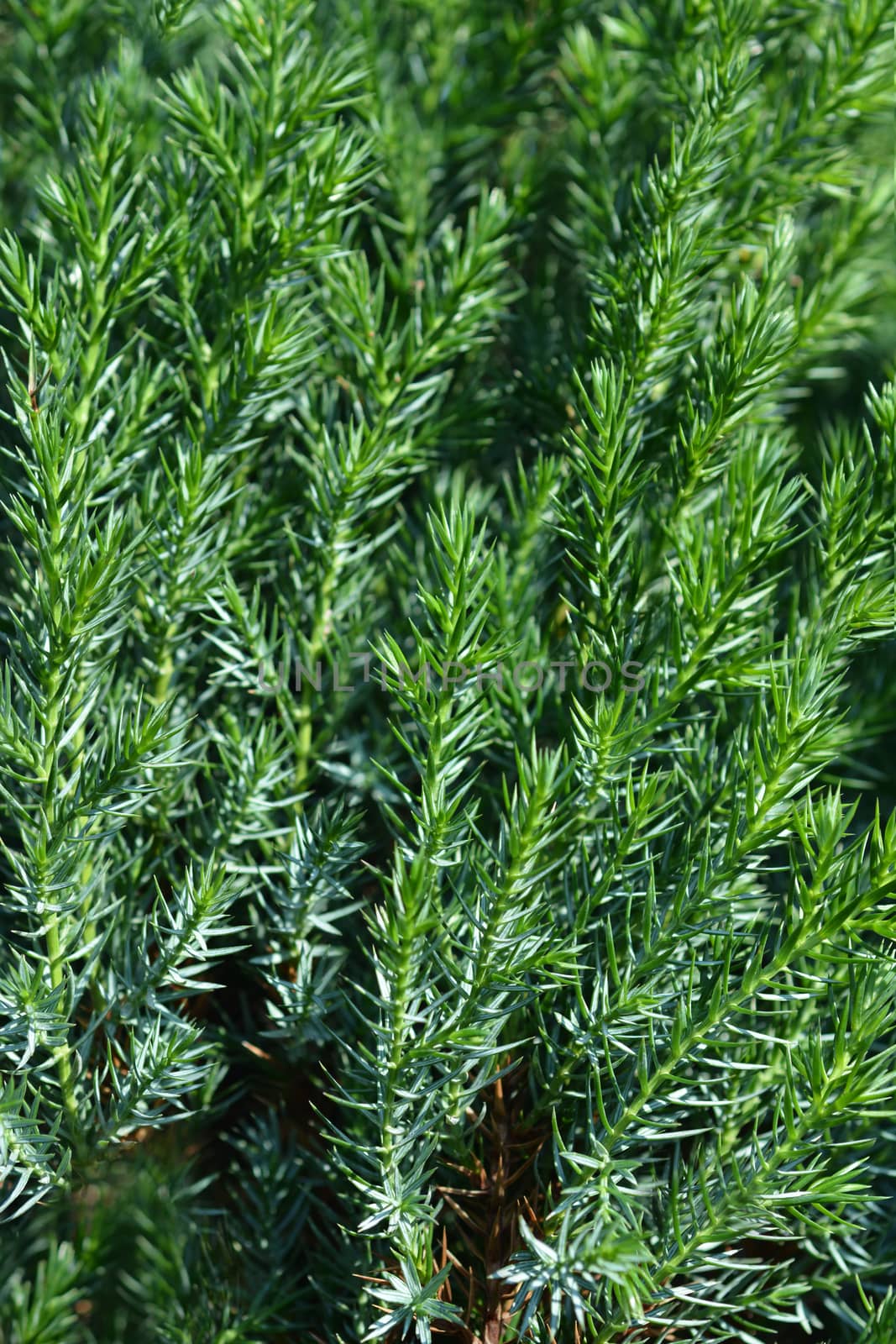 Chinese Juniper Stricta - Latin name - Juniperus chinensis Stricta