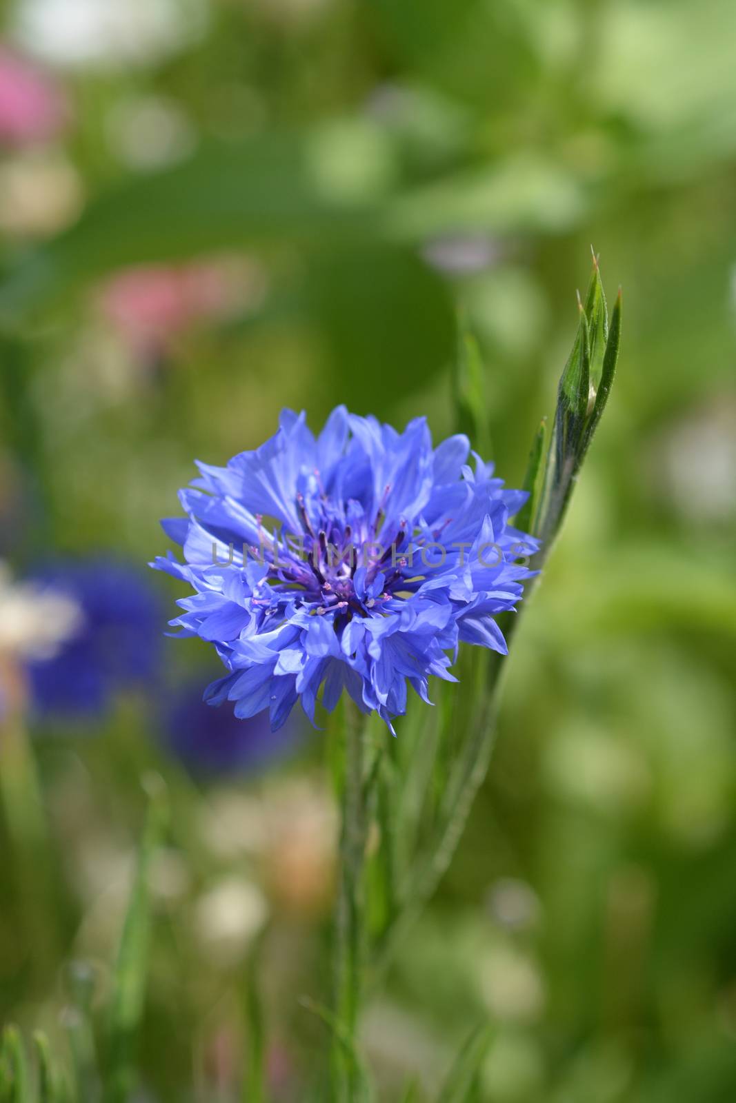 Blue Cornflower flower - Latin name - Cyanus segetum (Centaurea cyanus)