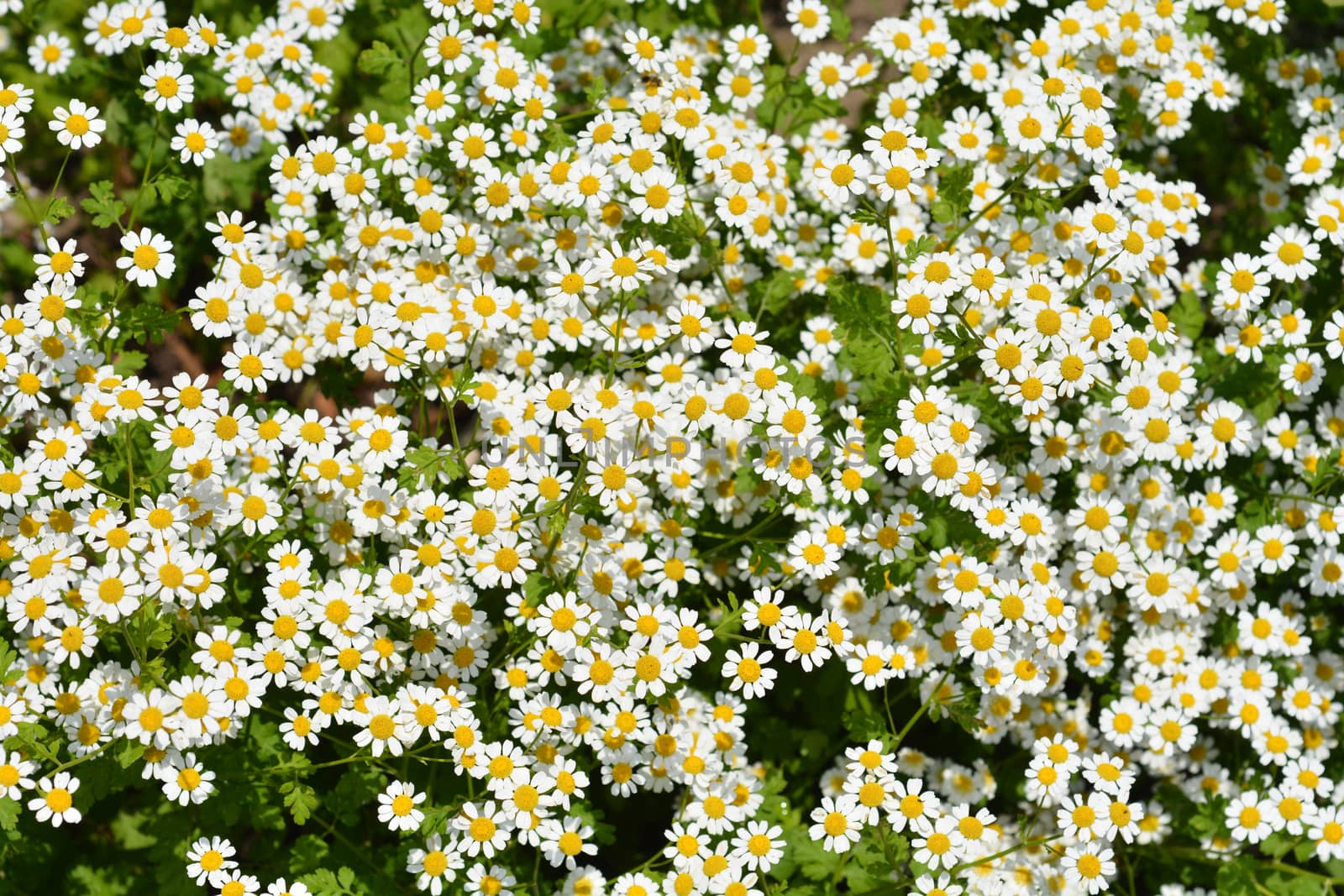 Golden Feverfew - Latin name - Tanacetum parthenium Aureum (Chrysanthemum parthenium Aureum)