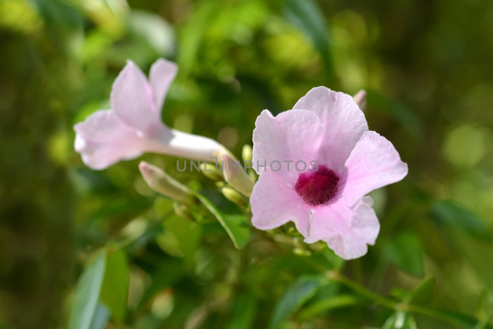 Pink bower vine flowers - Latin name - Pandorea jasminoides
