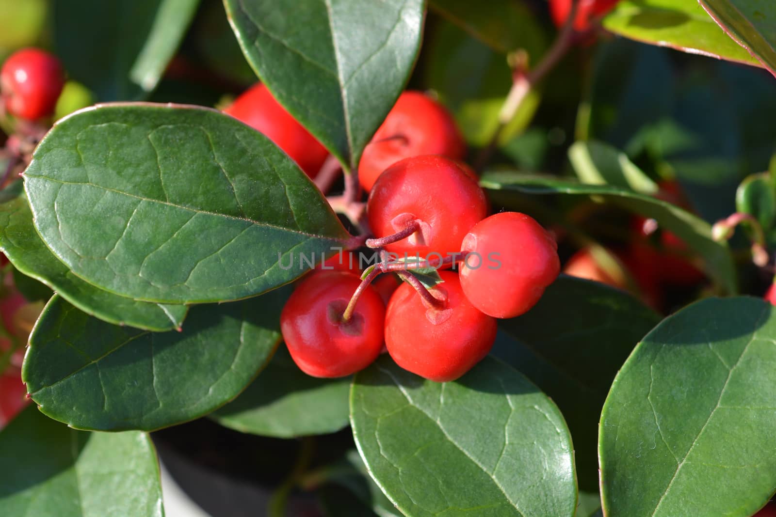 American wintergreen red berries - Latin name - Gaultheria procumbens
