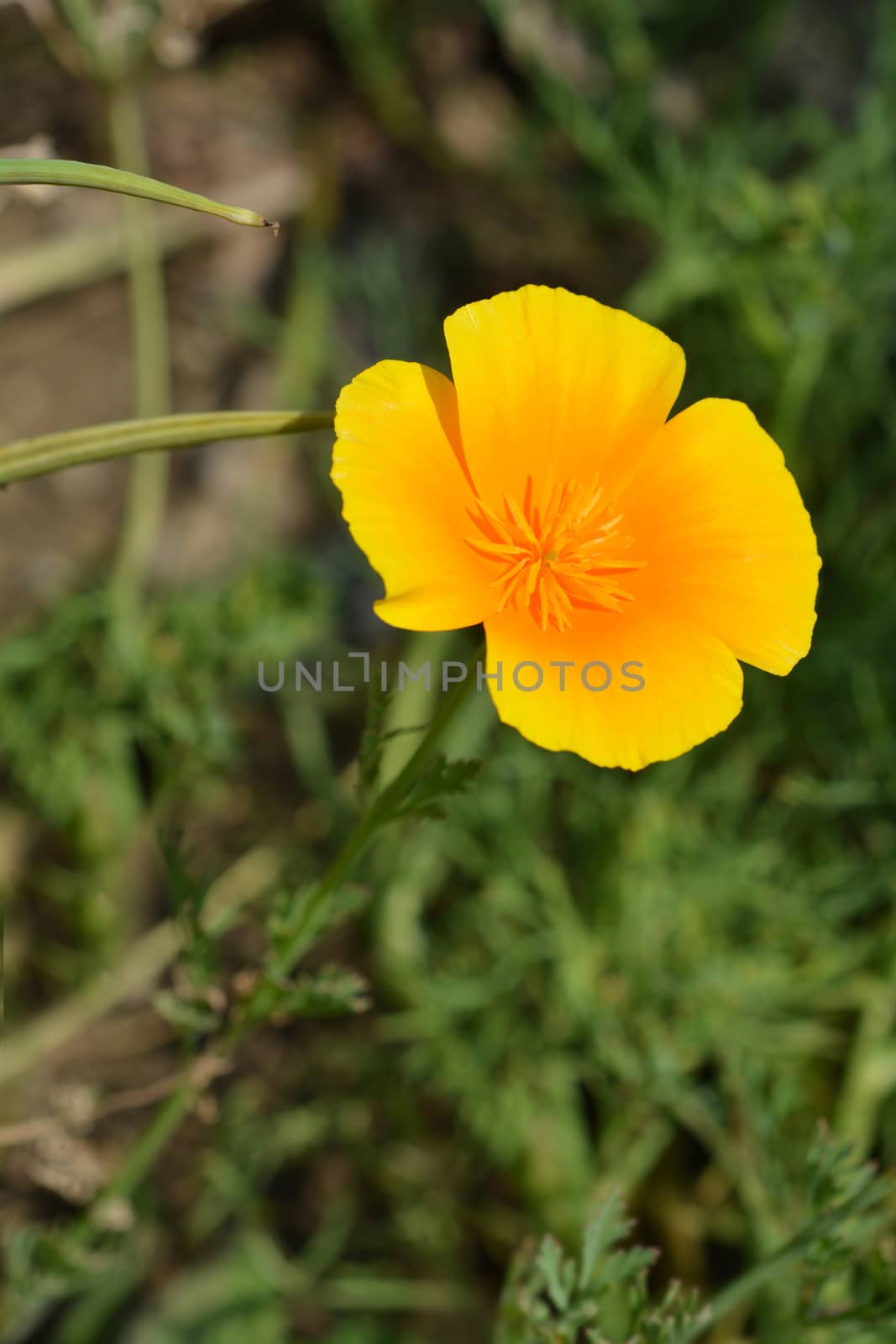Close up of a golden poppy flower - Latin name Eschscholzia californica