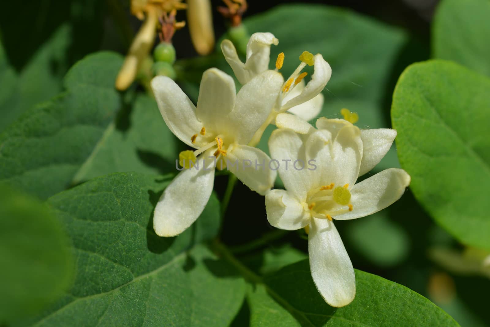 Morrows honeysuckle flowers - Latin name - Lonicera morrowii