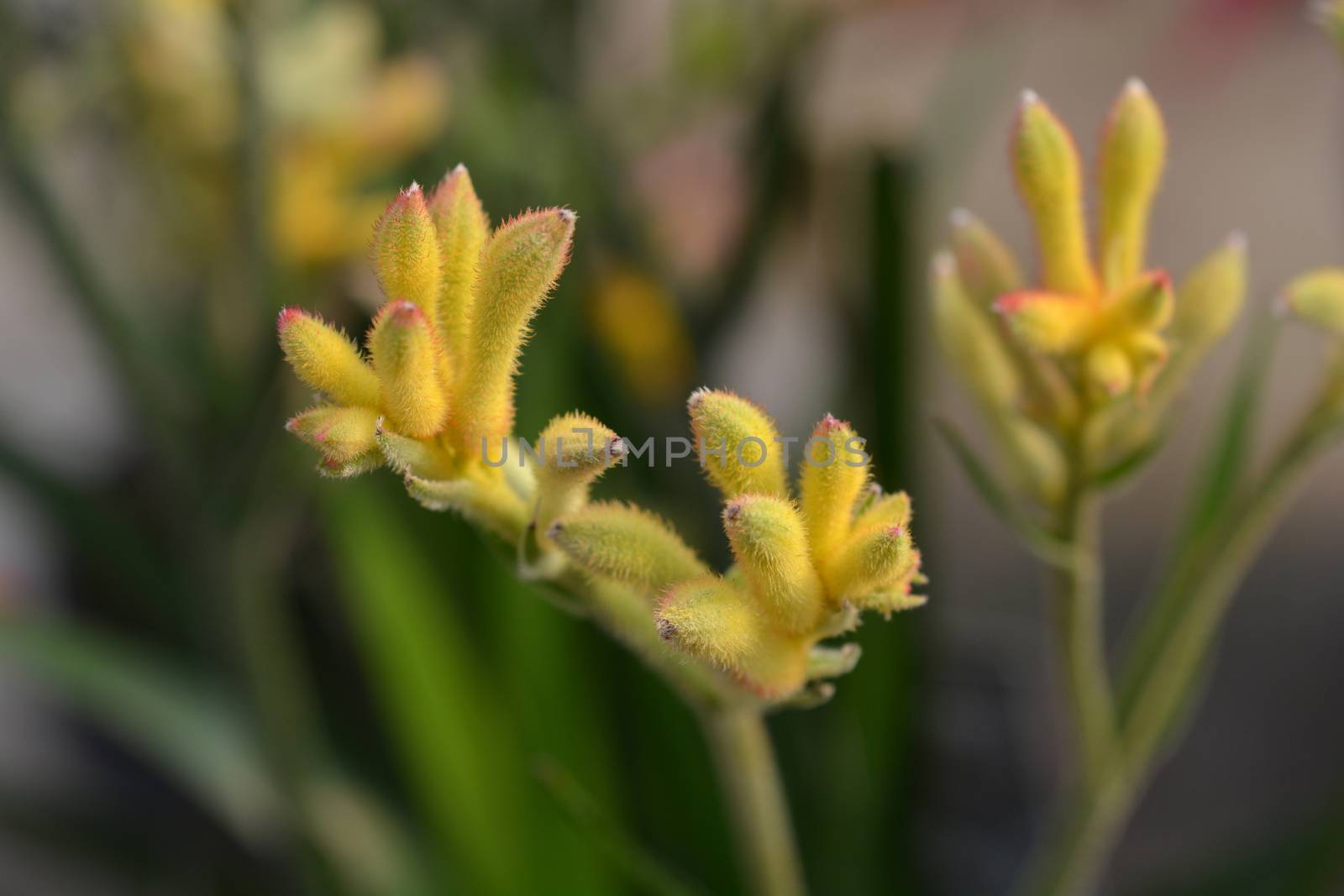 Kangaroo paw Beauty Yellow by nahhan