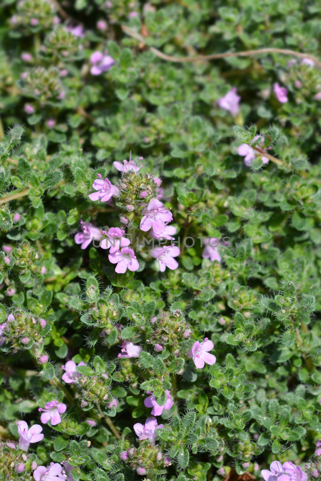 Wild thyme by nahhan
