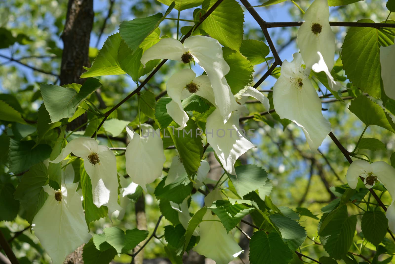 Handkerchief tree by nahhan