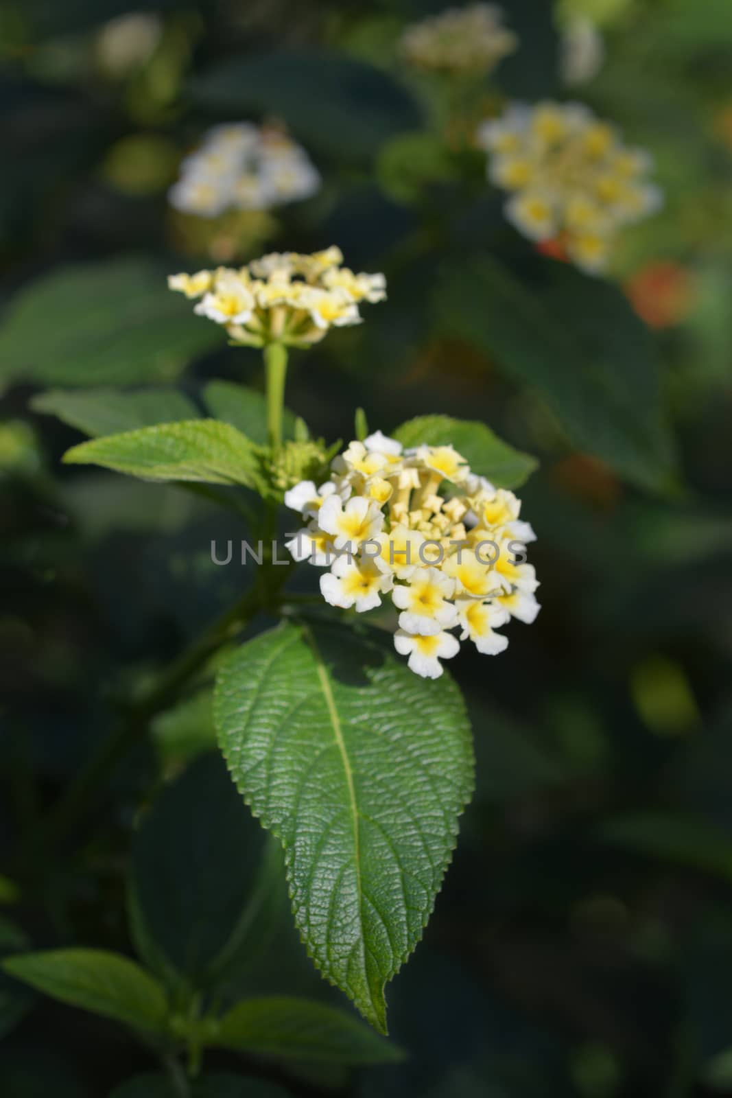 White shrub verbena flower - Latin name - Lantana camara