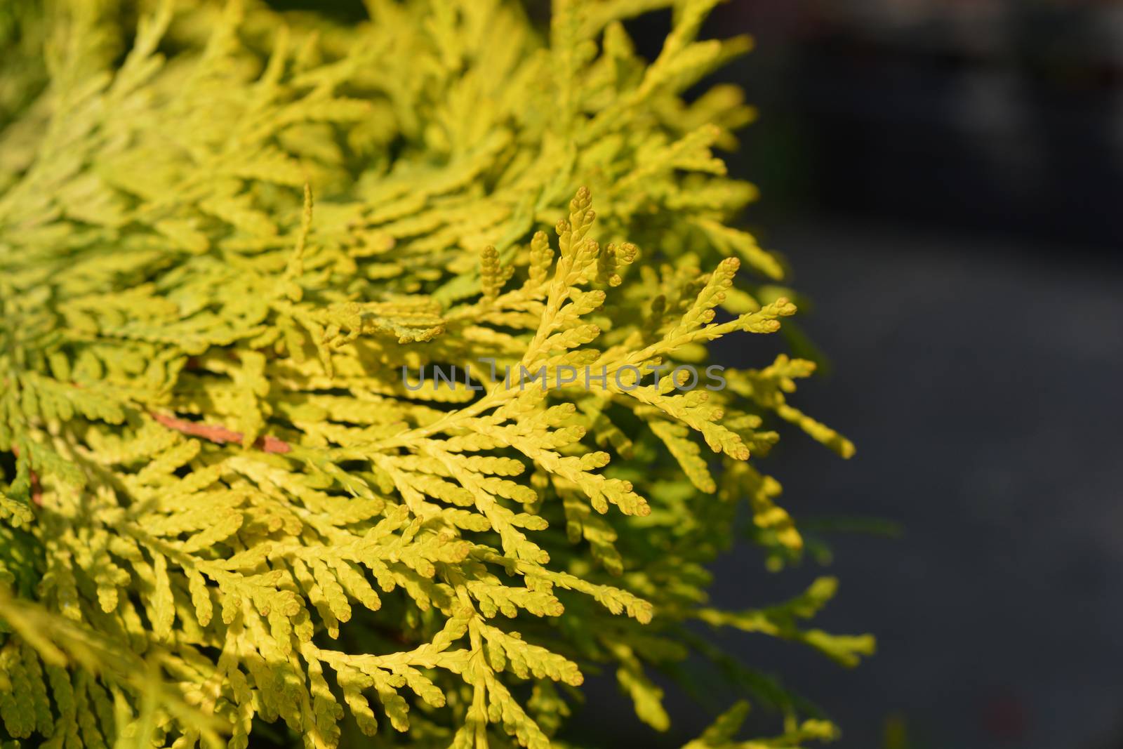 Arborvitae Golden Globe - Latin name - Thuja occidentalis Golden Globe