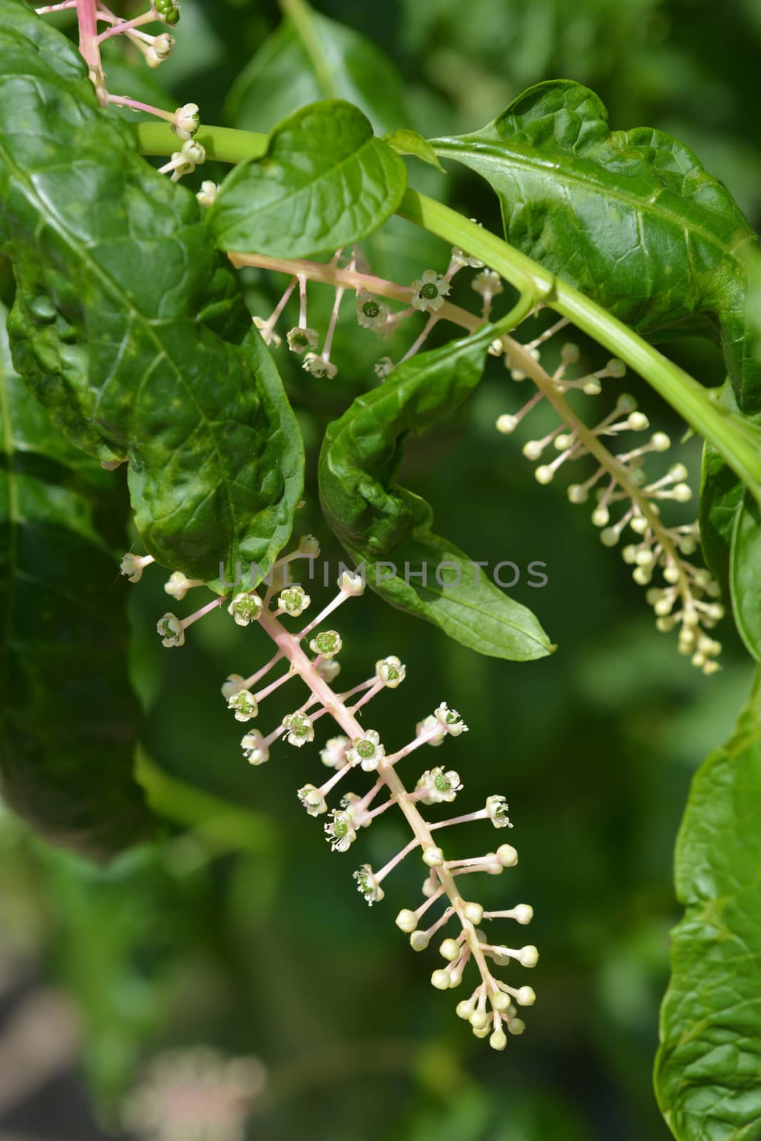 American pokeweed - Latin name - Phytolacca americana