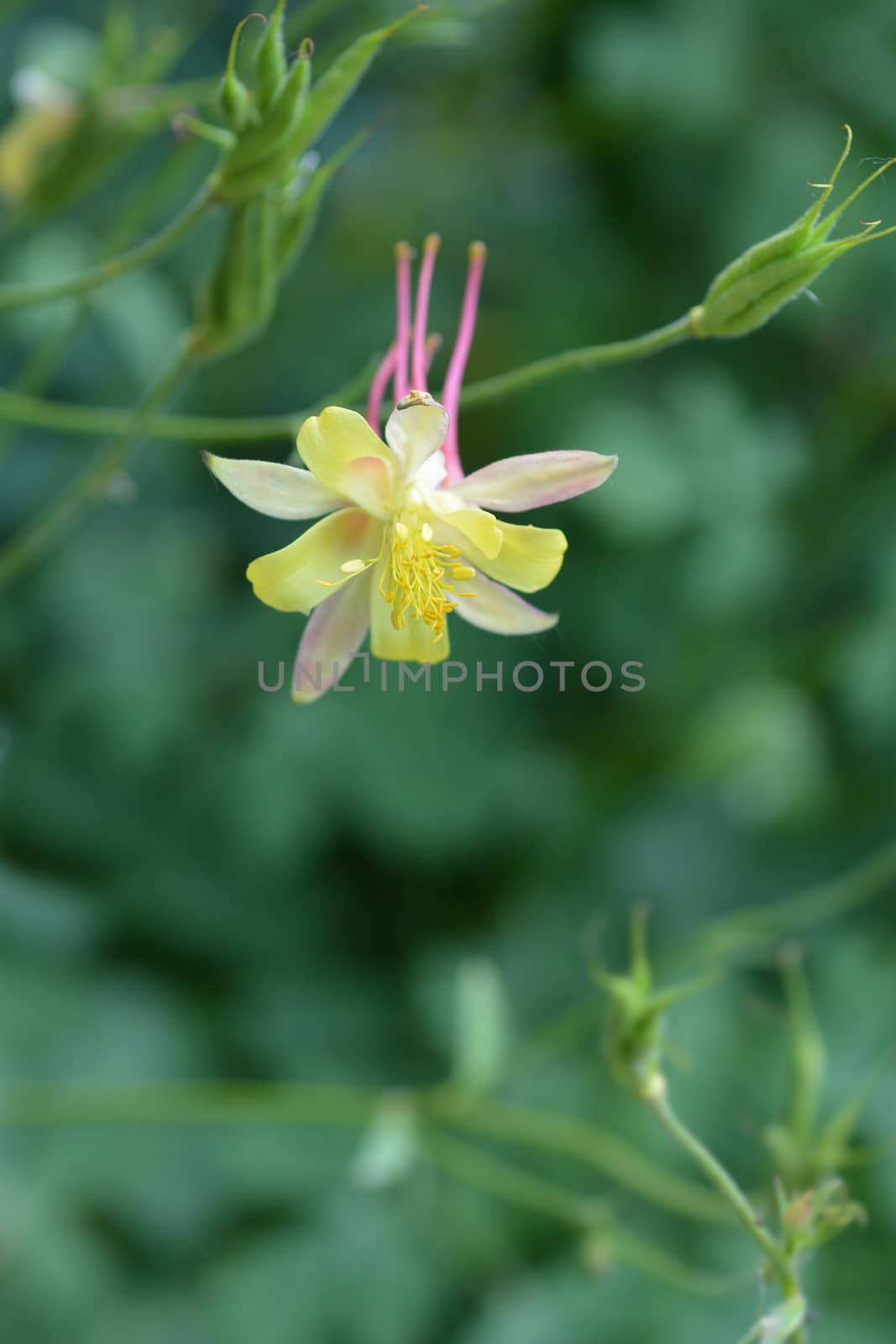 Golden columbine - Latin name - Aquilegia chrysantha