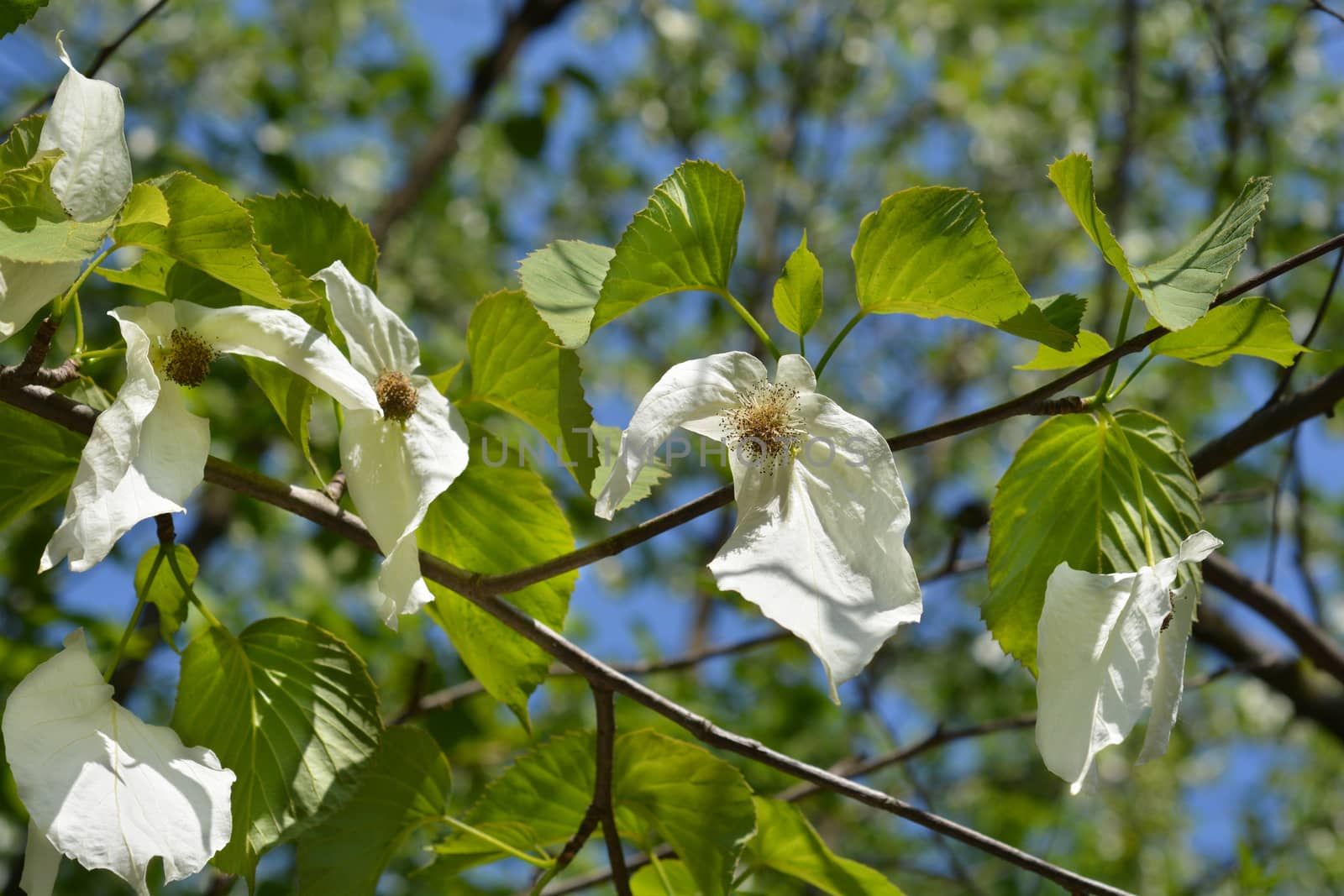 Handkerchief tree white flowers - Latin name - Davidia involucrata var. Vilmoriniana