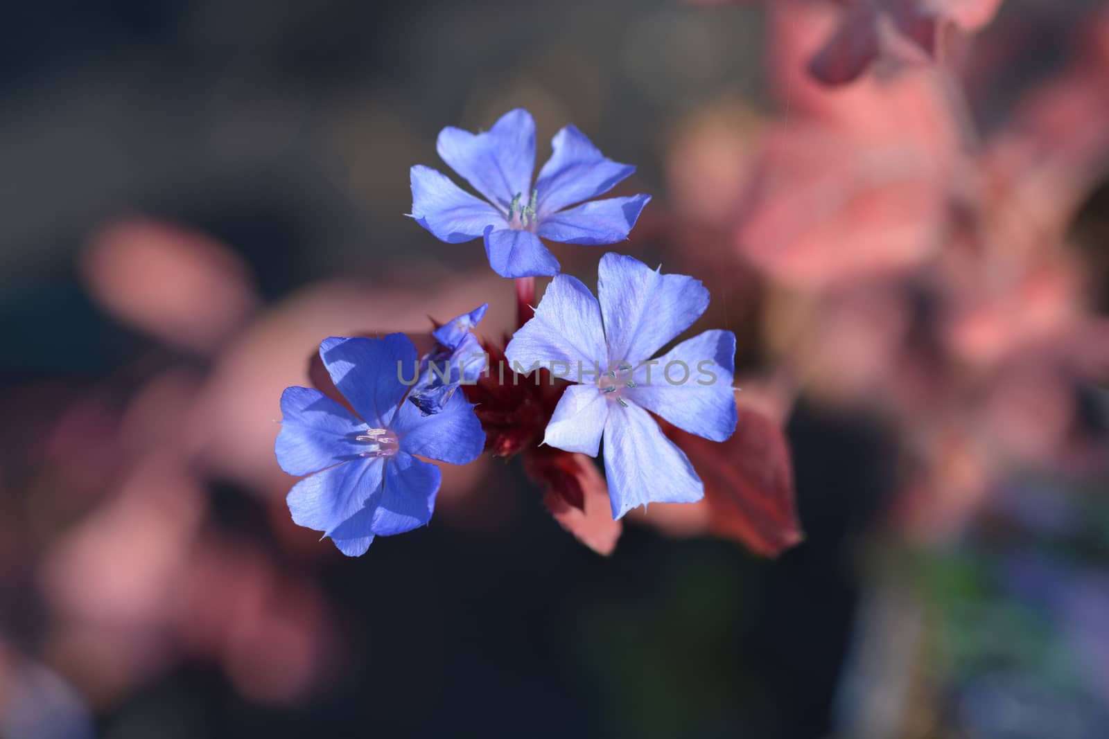 Blue Leadwort flower - Latin name - Ceratostigma plumbaginoides