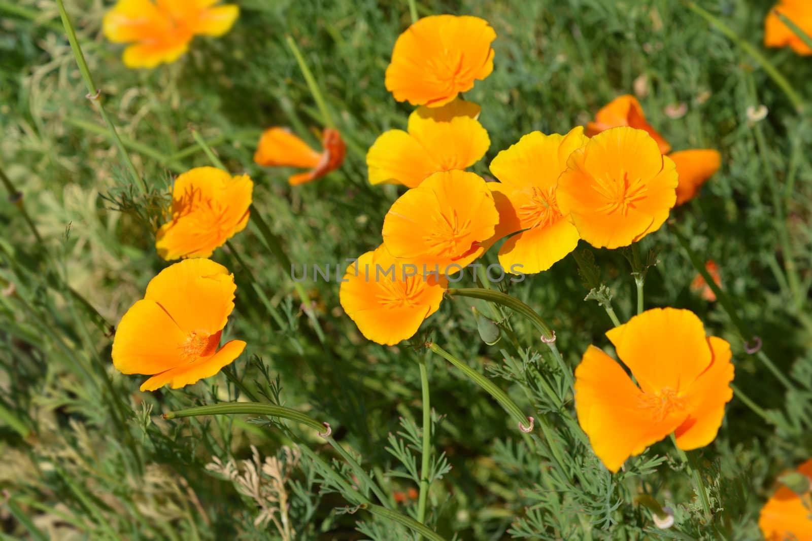 Close up of a golden poppy flower - Latin name Eschscholzia californica