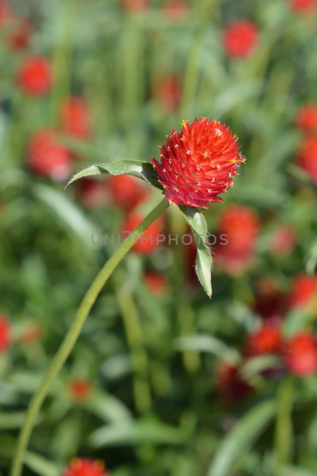 Red globe amaranth - Latin name - Gomphrena globosa Rubra