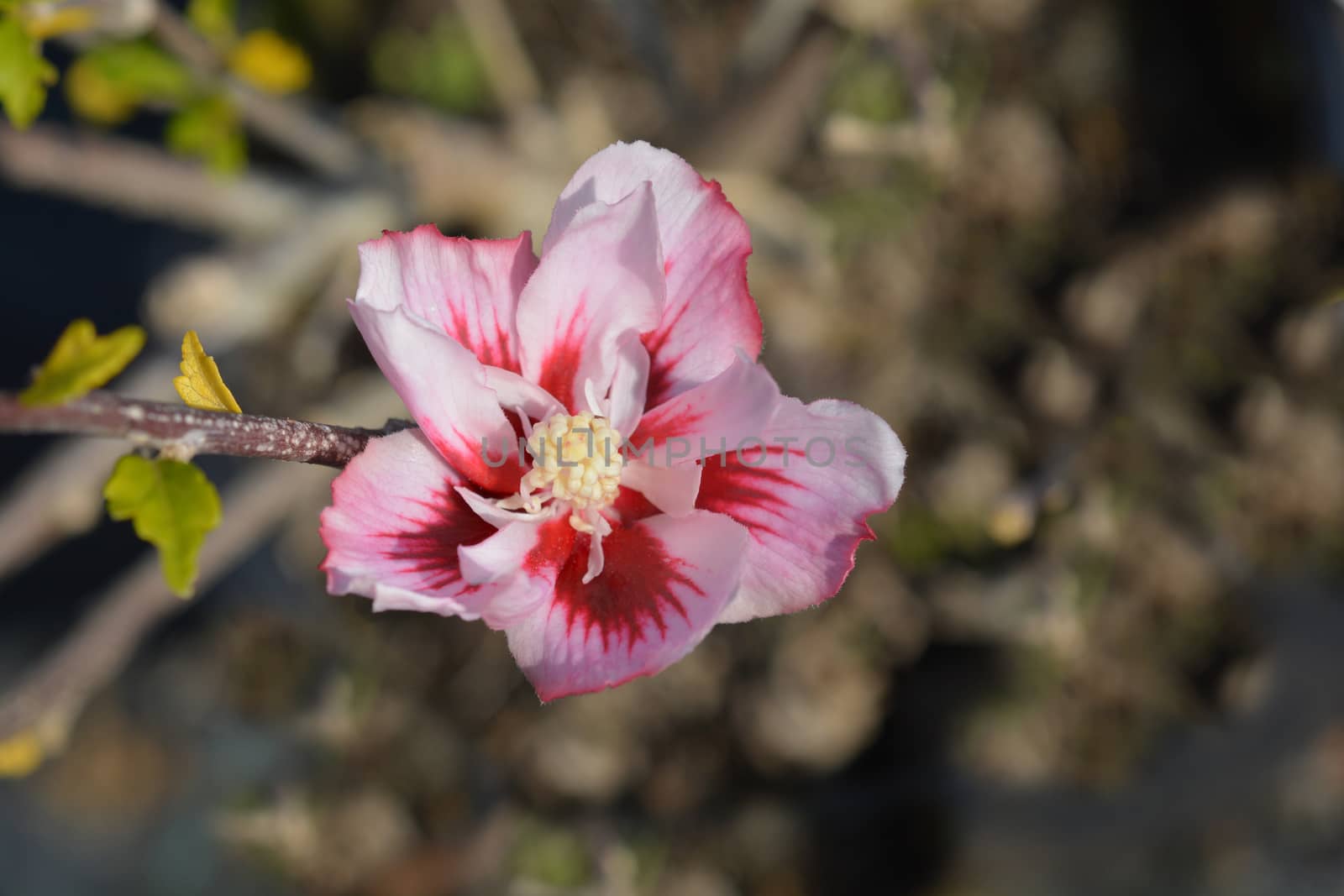 Rose of Sharon Hamabo - Latin name - Hibiscus syriacus Hamabo