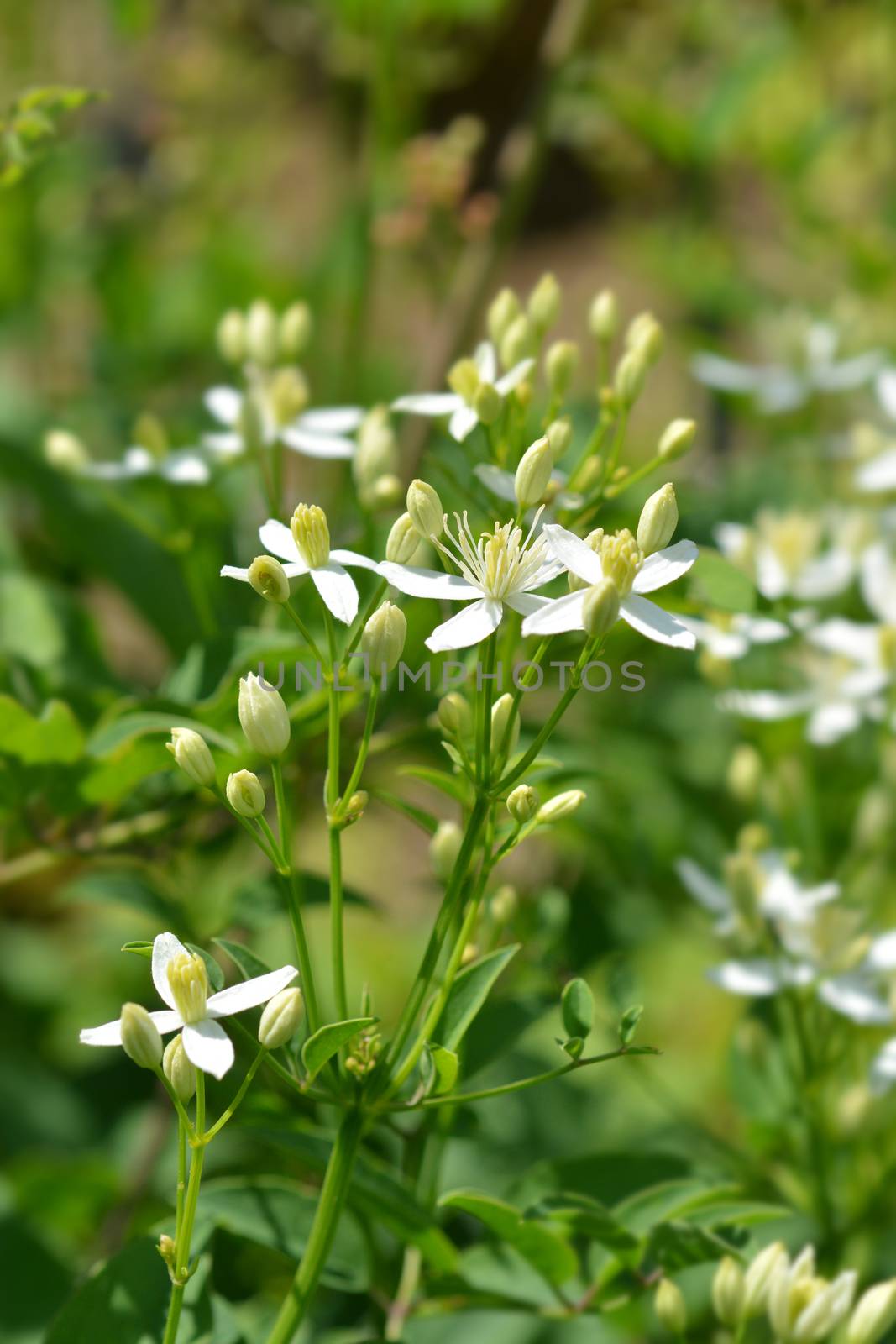 Erect clematis white flowers - Latin name - Clematis recta