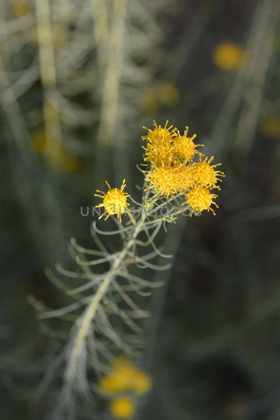 European goldilocks yellow flower - Latin name - Galatella linosyris (Aster linosyris)