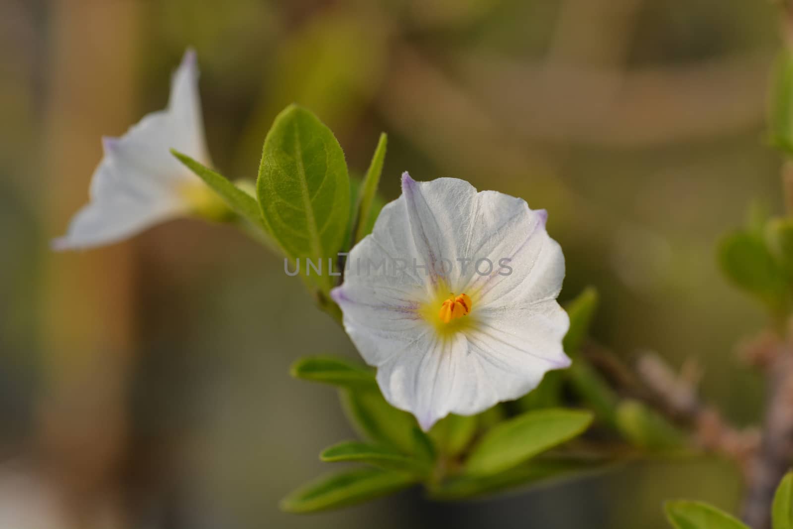 White potato bush by nahhan