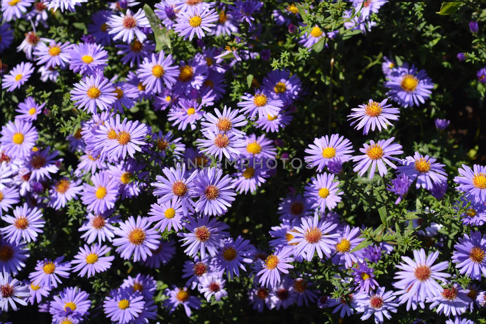 Aster Professor Kippenberg - Latin name - Aster dumosus Professor Kippenberg