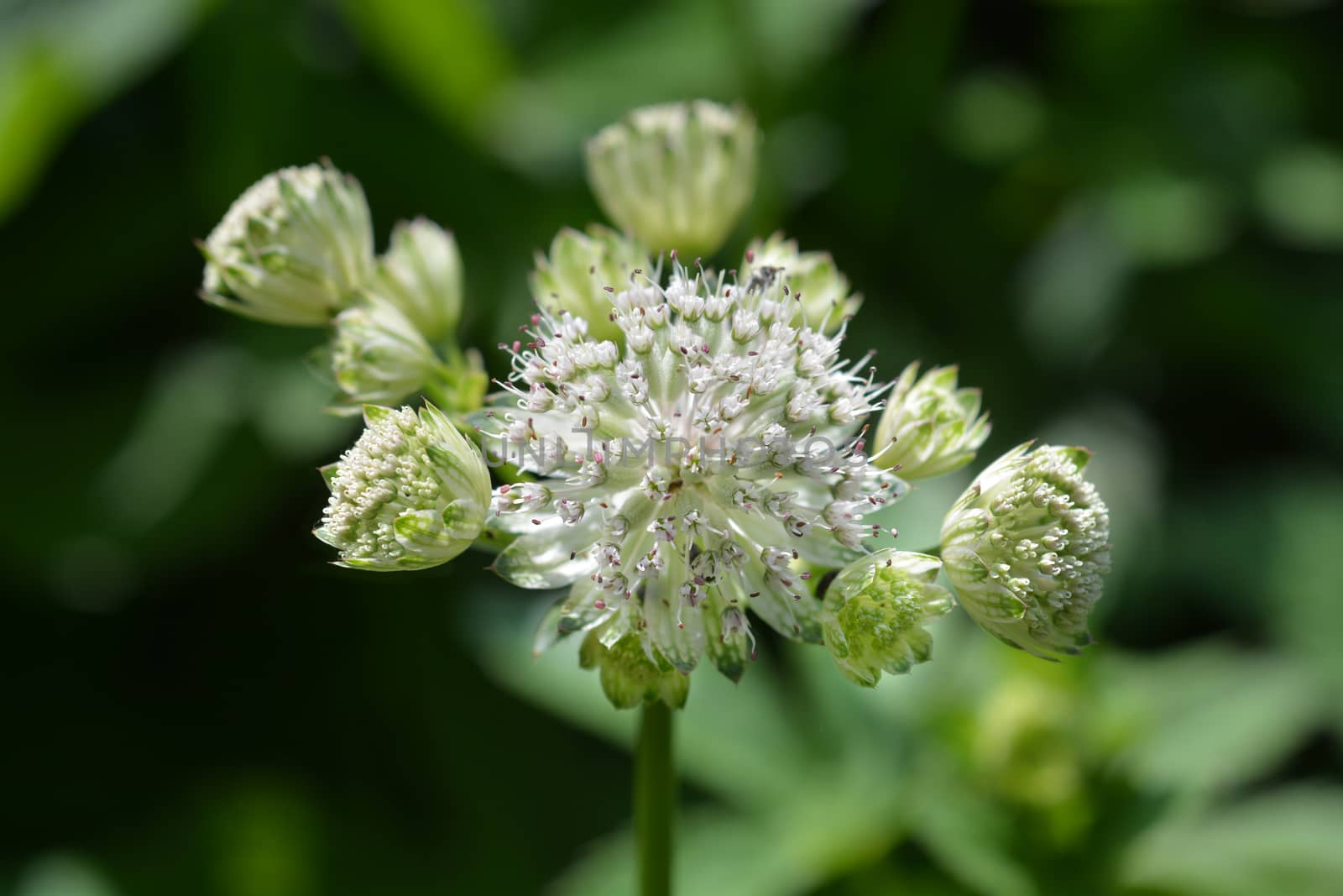 Carnic masterwort - Latin name - Astrantia carniolica