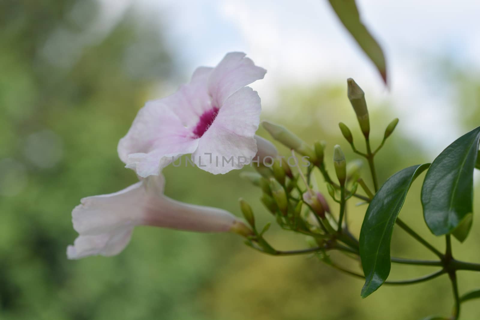 Pink bower vine flowers - Latin name - Pandorea jasminoides