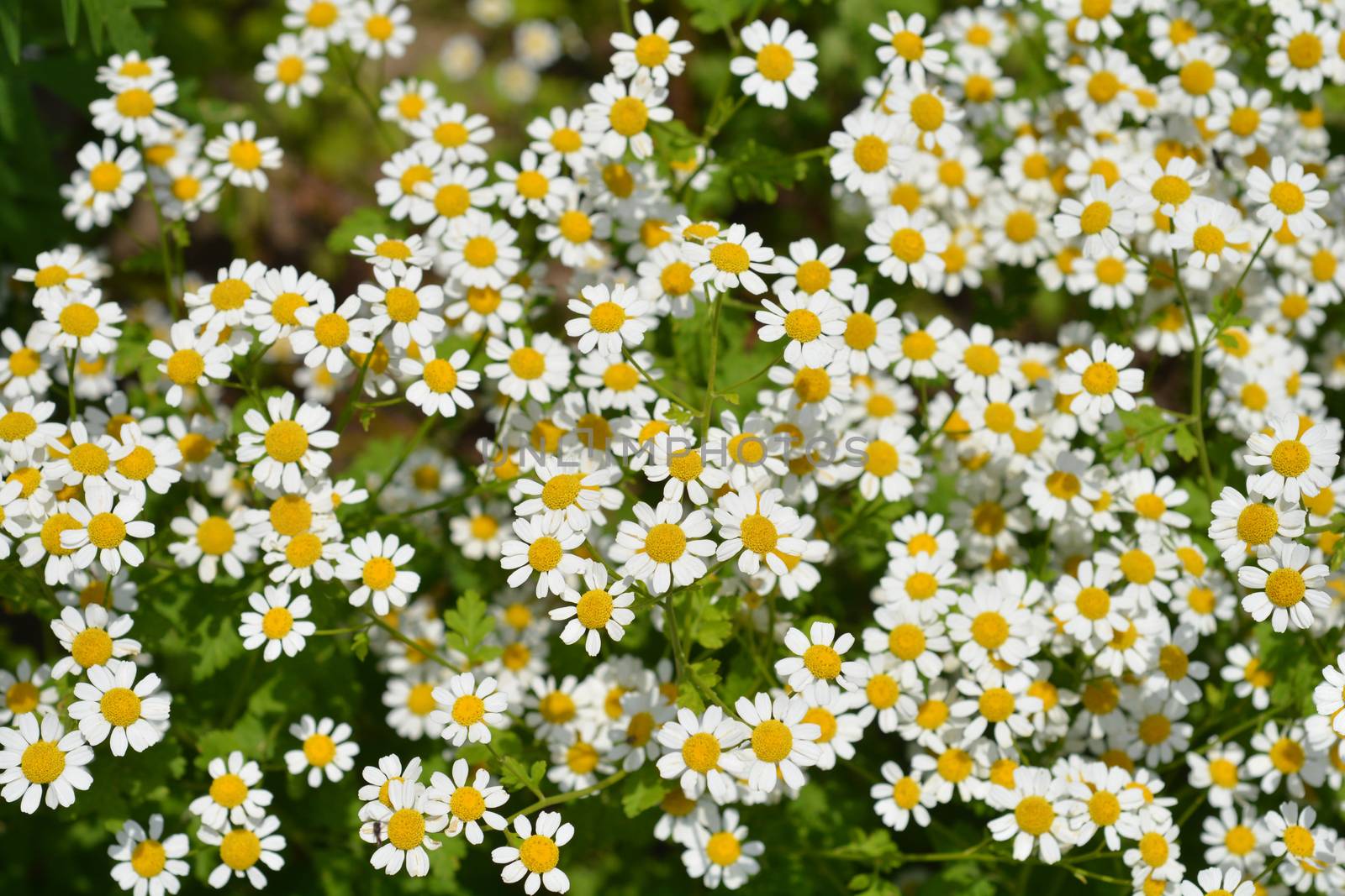 Golden Feverfew - Latin name - Tanacetum parthenium Aureum (Chrysanthemum parthenium Aureum)