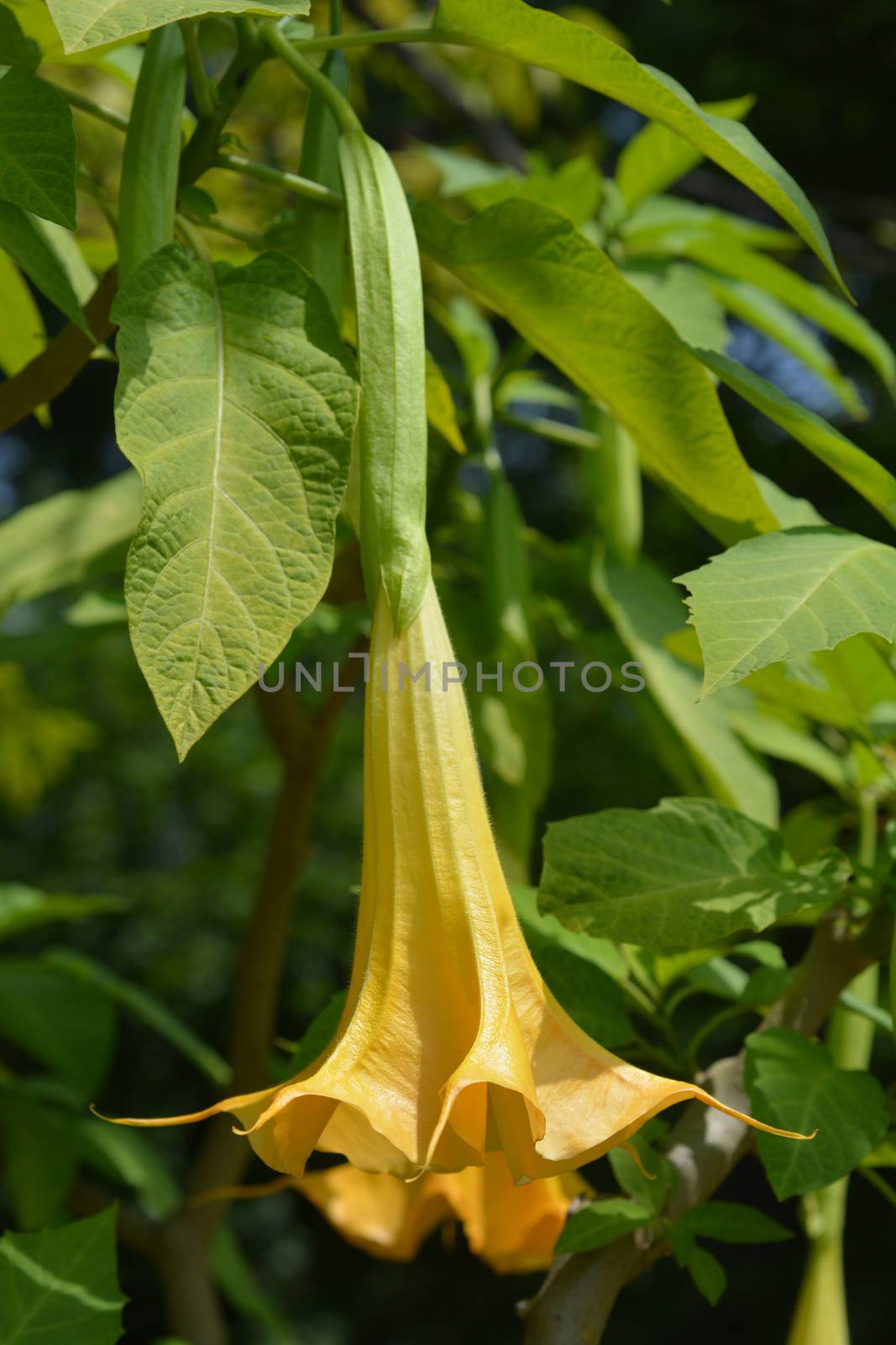 Angels trumpet - Latin name - Brugmansia suaveolens