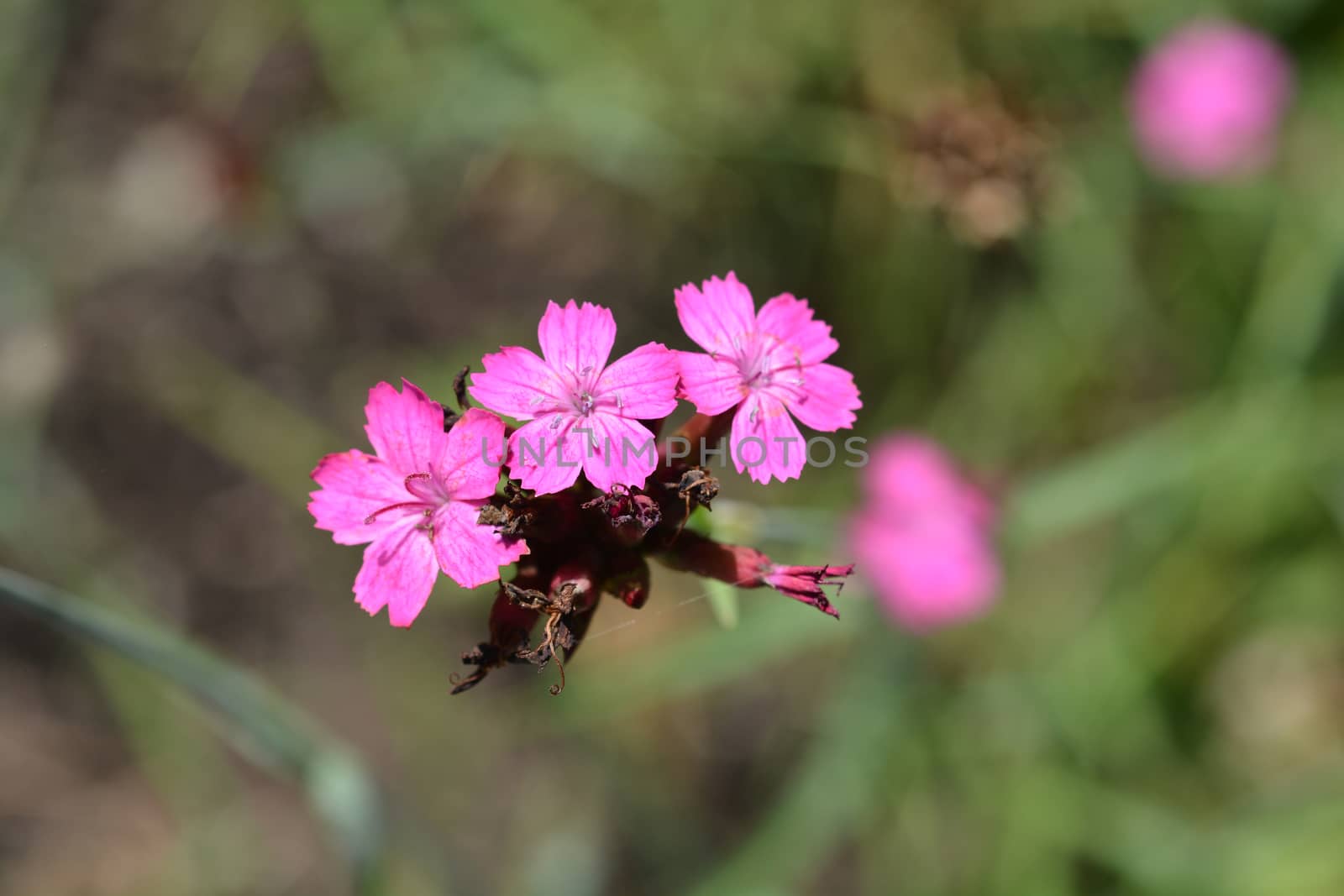 Croatian pink flower - Latin name - Dianthus giganteus subsp. croaticus