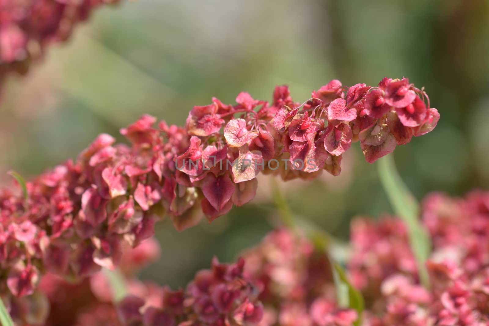 Water dock - Latin name - Rumex aquaticus