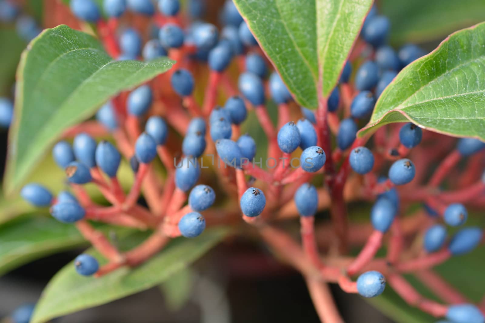 David viburnum by nahhan