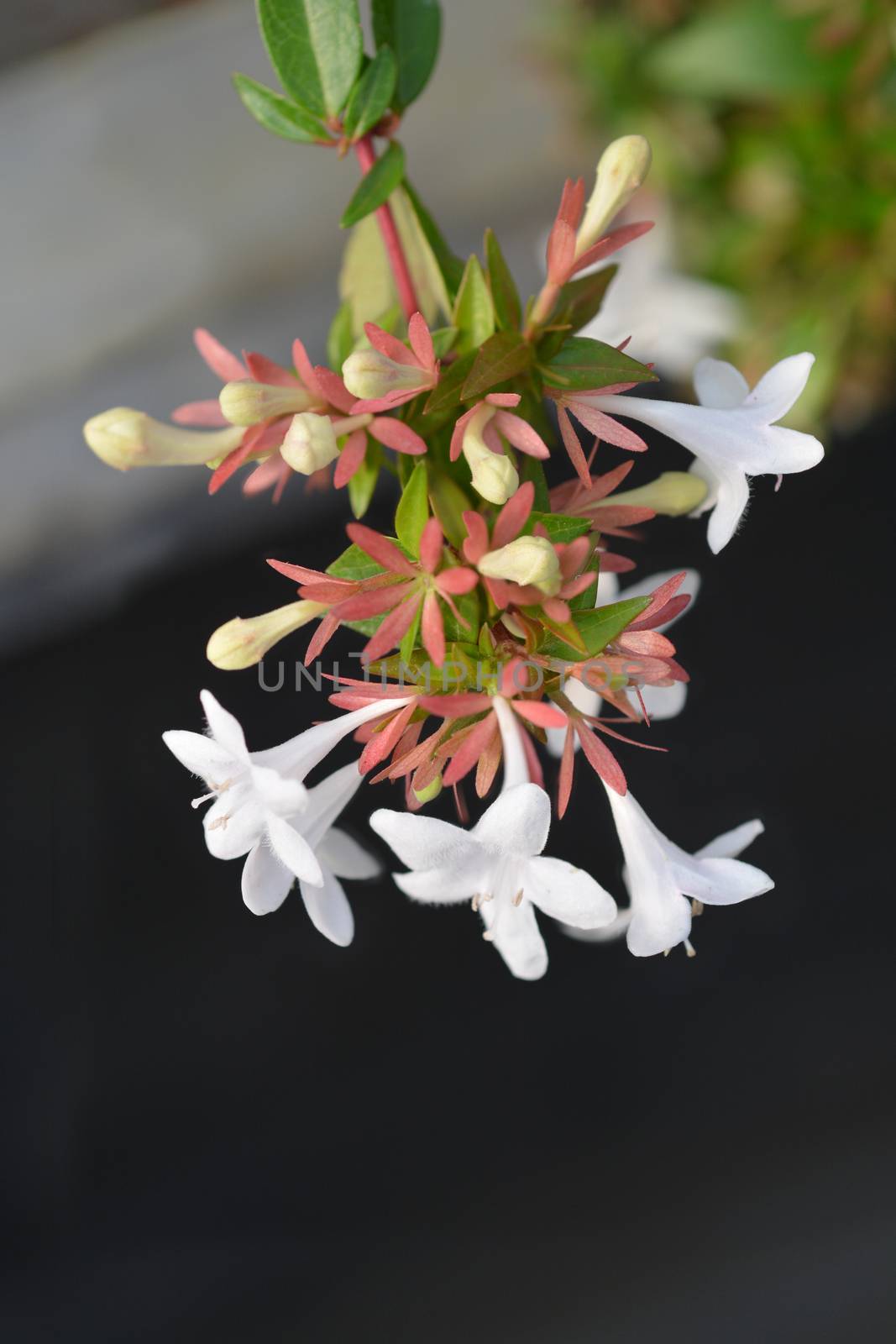 Glossy abelia - Latin name - Abelia x grandiflora