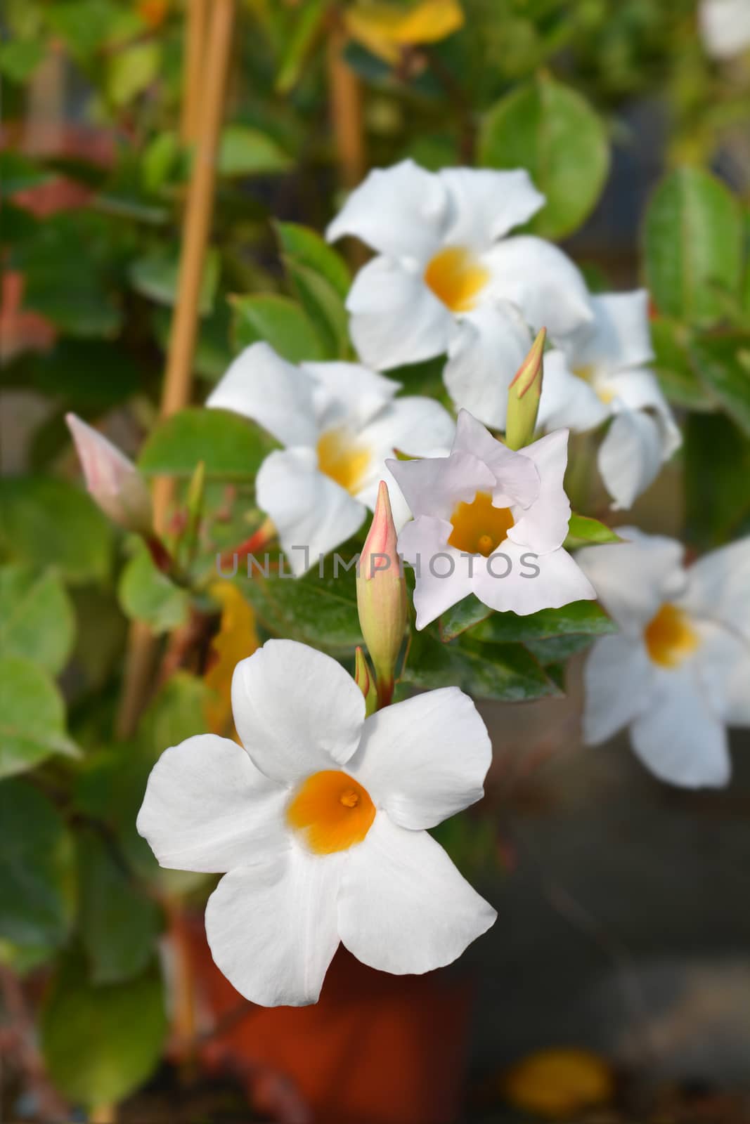 White Mandevilla Diamantina flowers - Latin name - Mandevilla Diamantina (Diamantina Dipladenia)