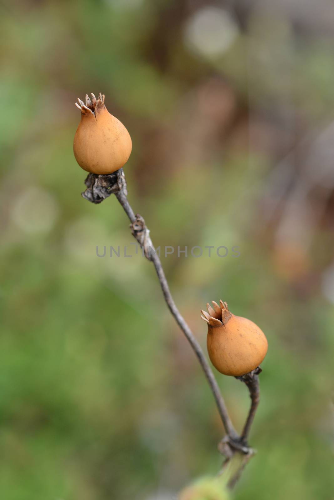 Campion seed capsules - Latin name - Silene paradoxa