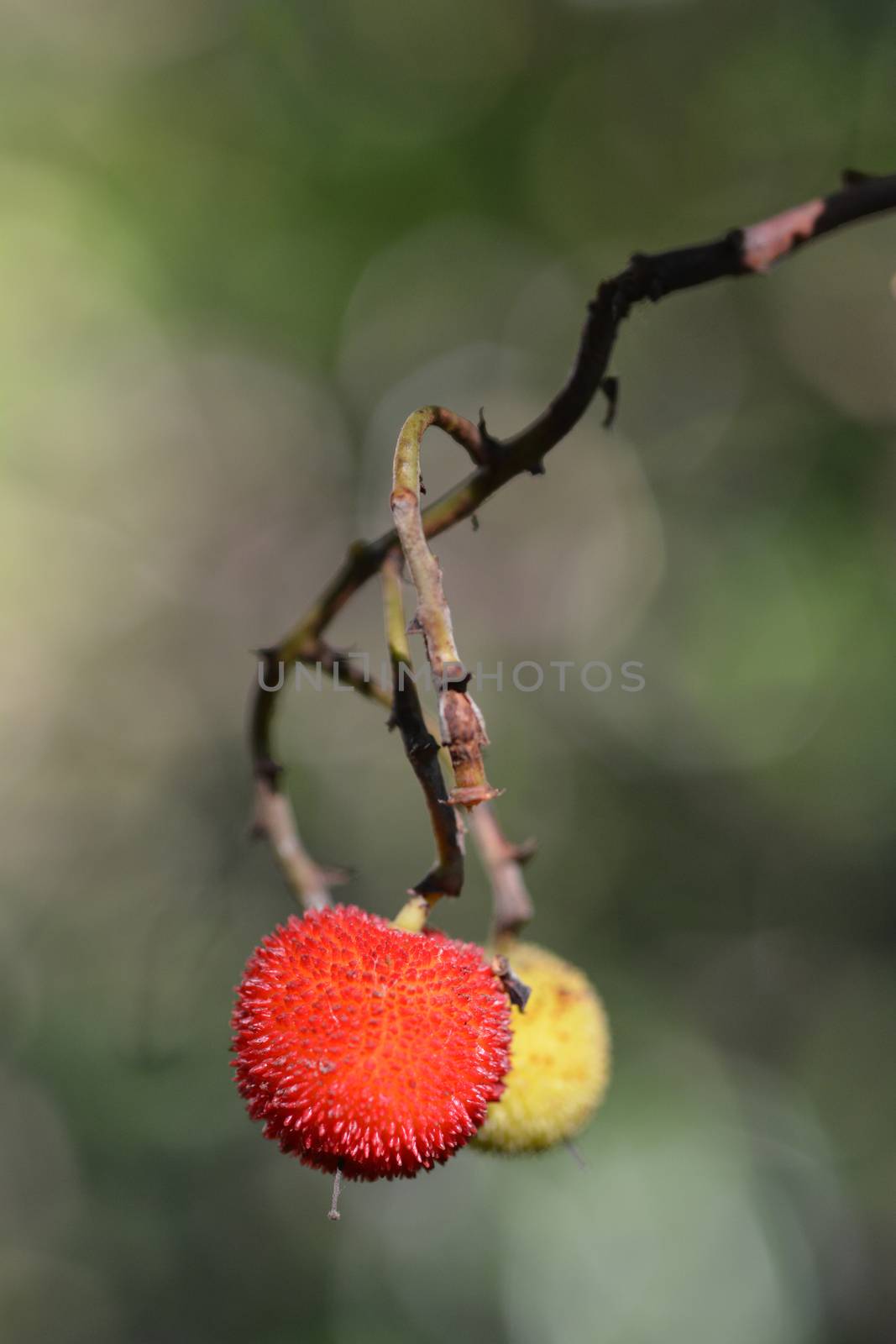 Strawberry tree fruit - Latin name - Arbutus unedo